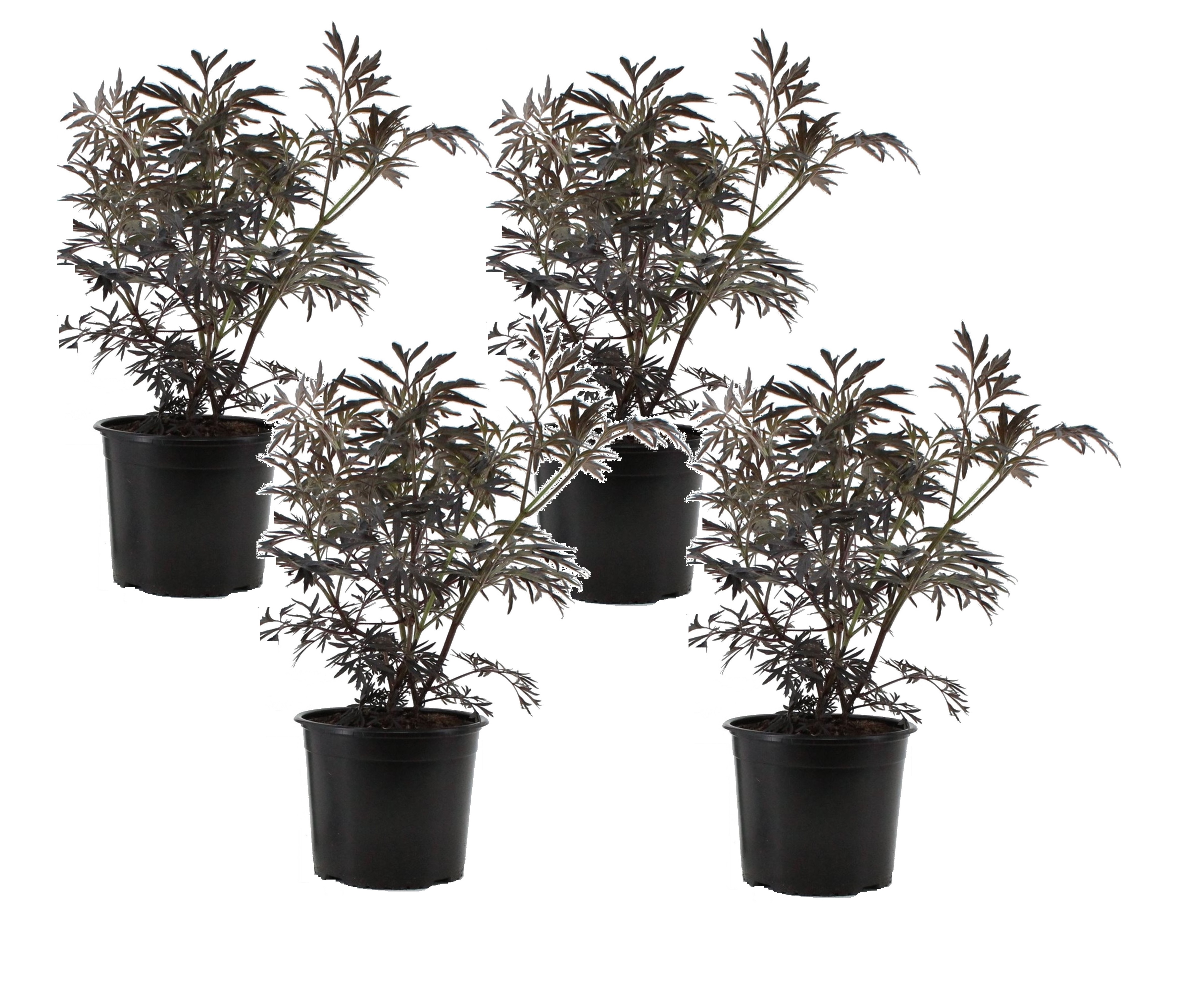 Sambuca 'black lace' - lot de 4