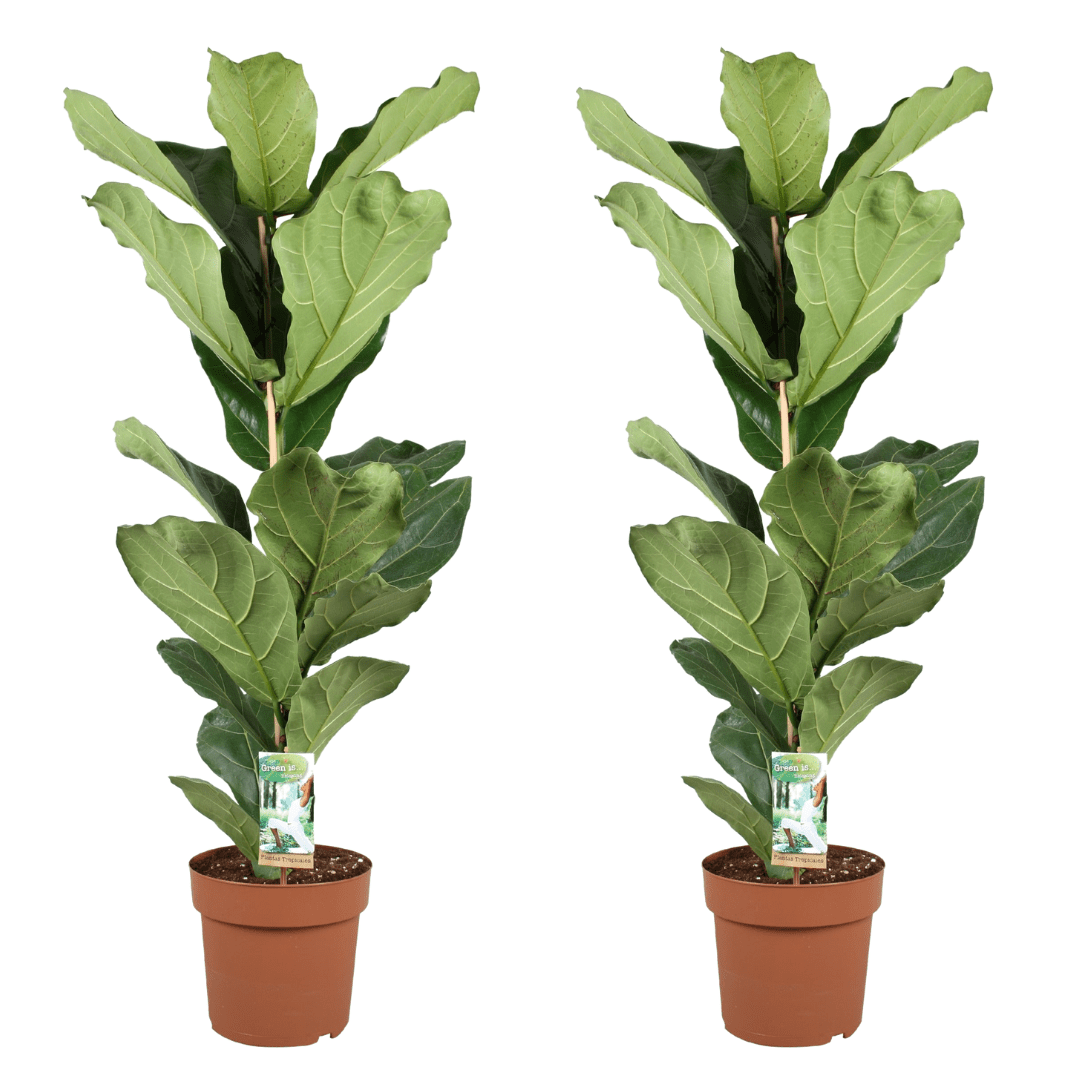 Ficus lyrata 'fiddle leaf plant' - lot d