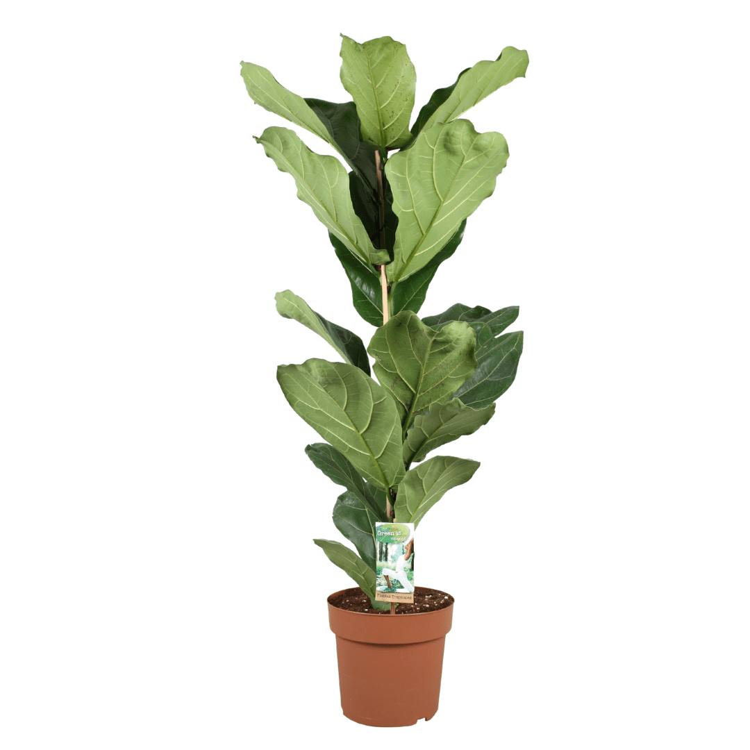 Ficus lyrata 'fiddle leaf plant' (plante