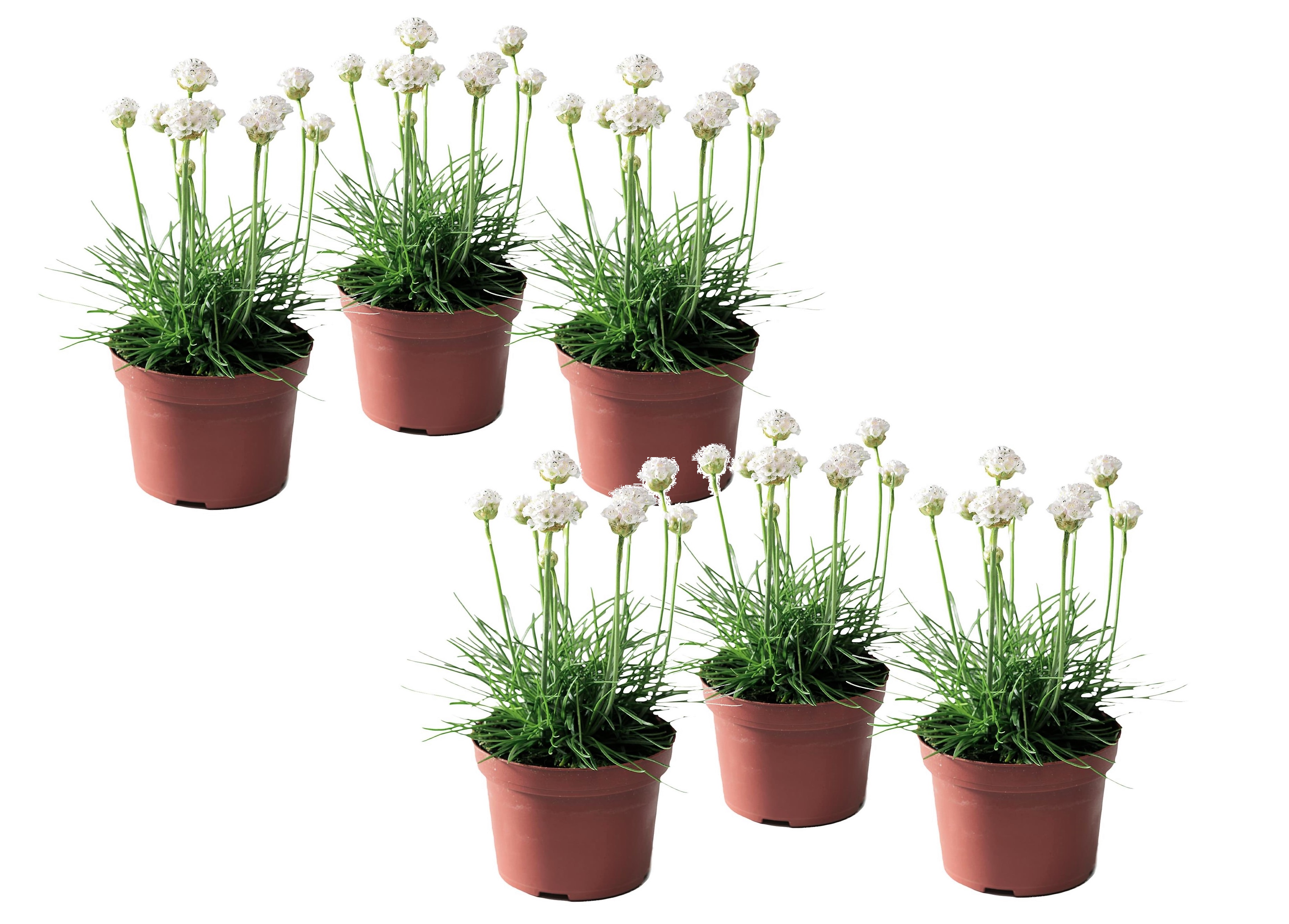 Armeria 'english grass' blanc - lot de 6