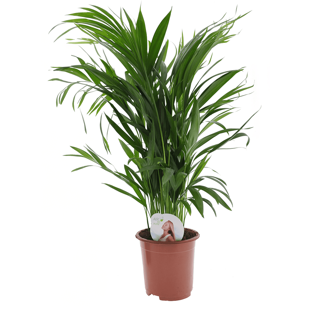 Areca golden palm