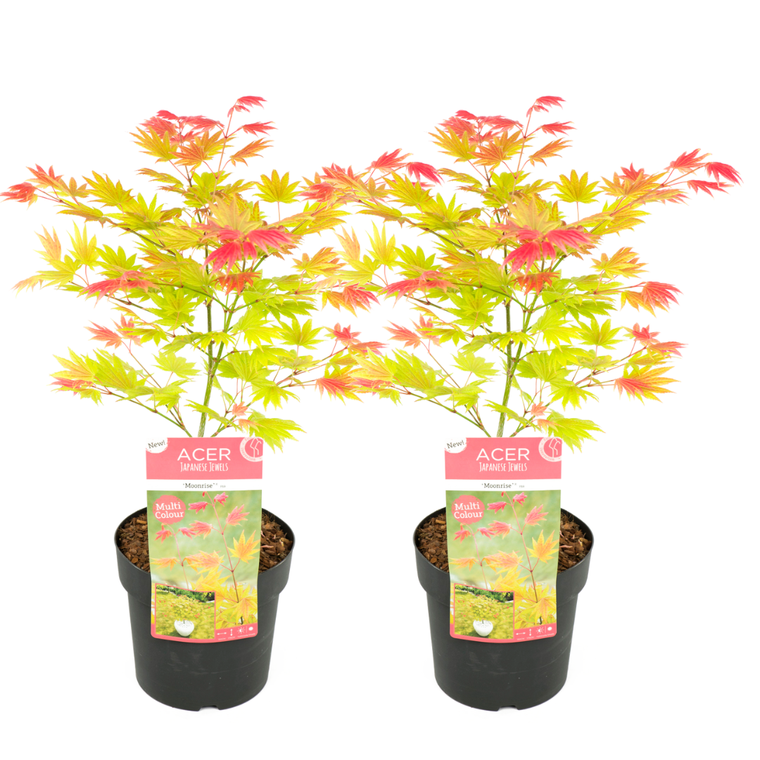 Érable japonais 'acer moonrise' - lot de