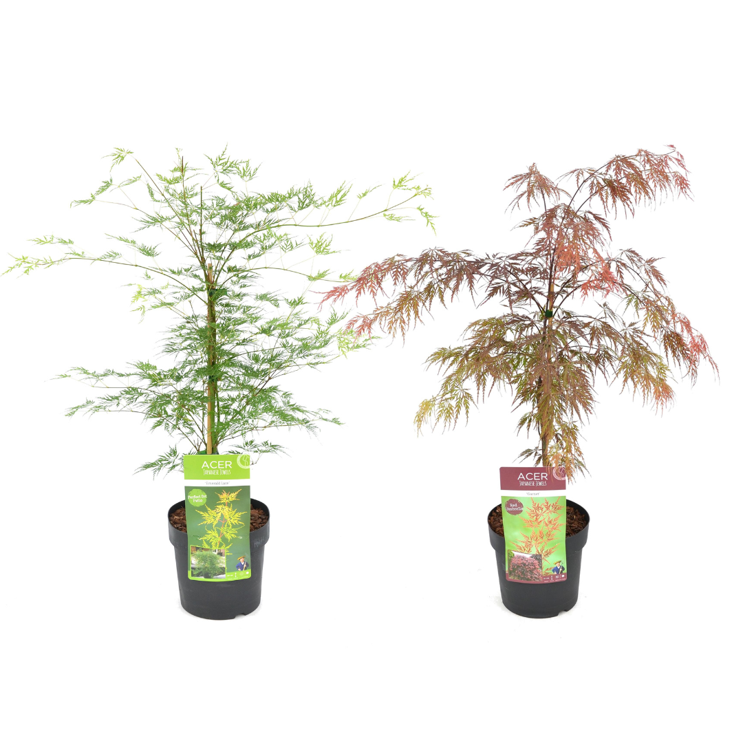 Érable japonais 'acer garnet + emerald l