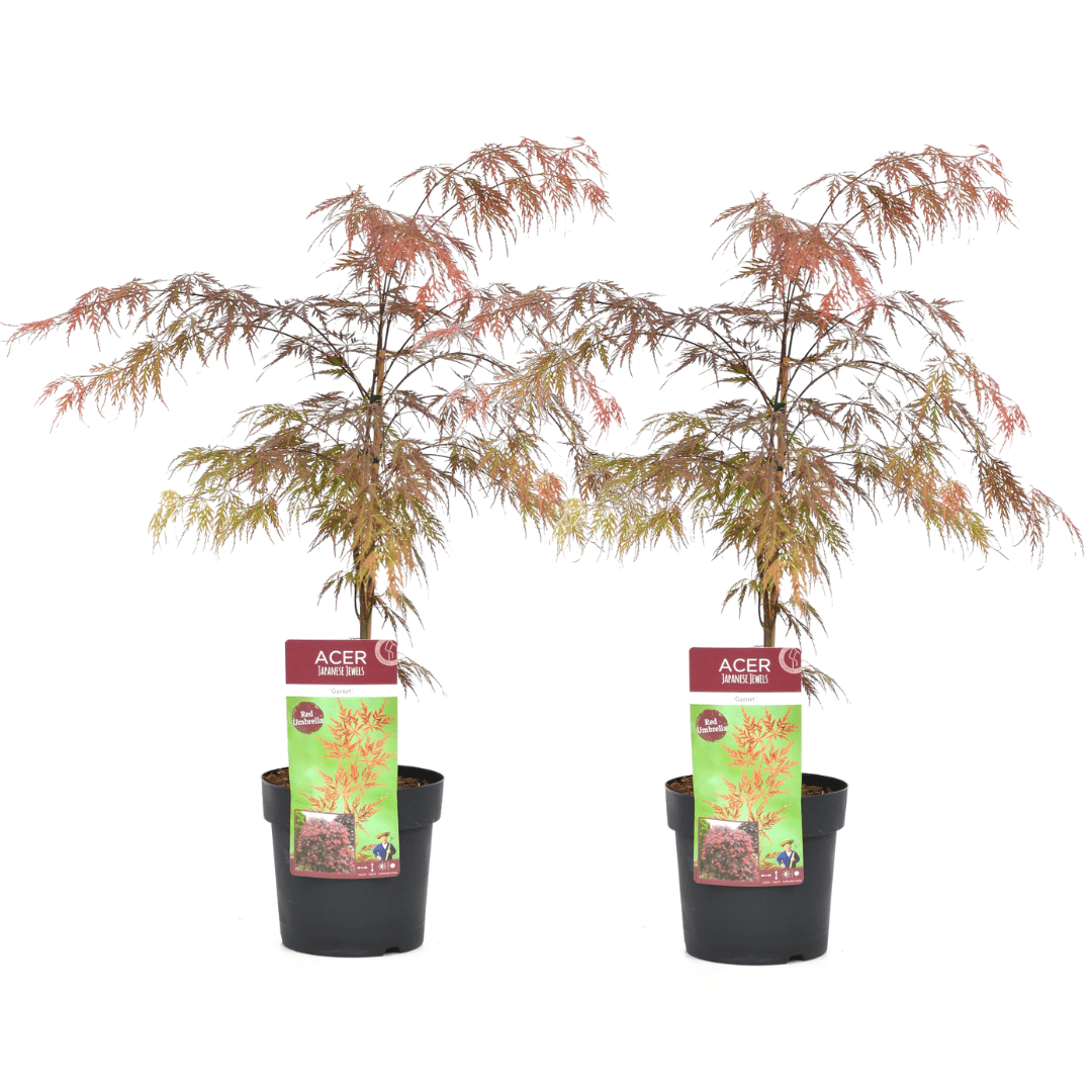 Érable japonais 'acer garnet' - lot de 2