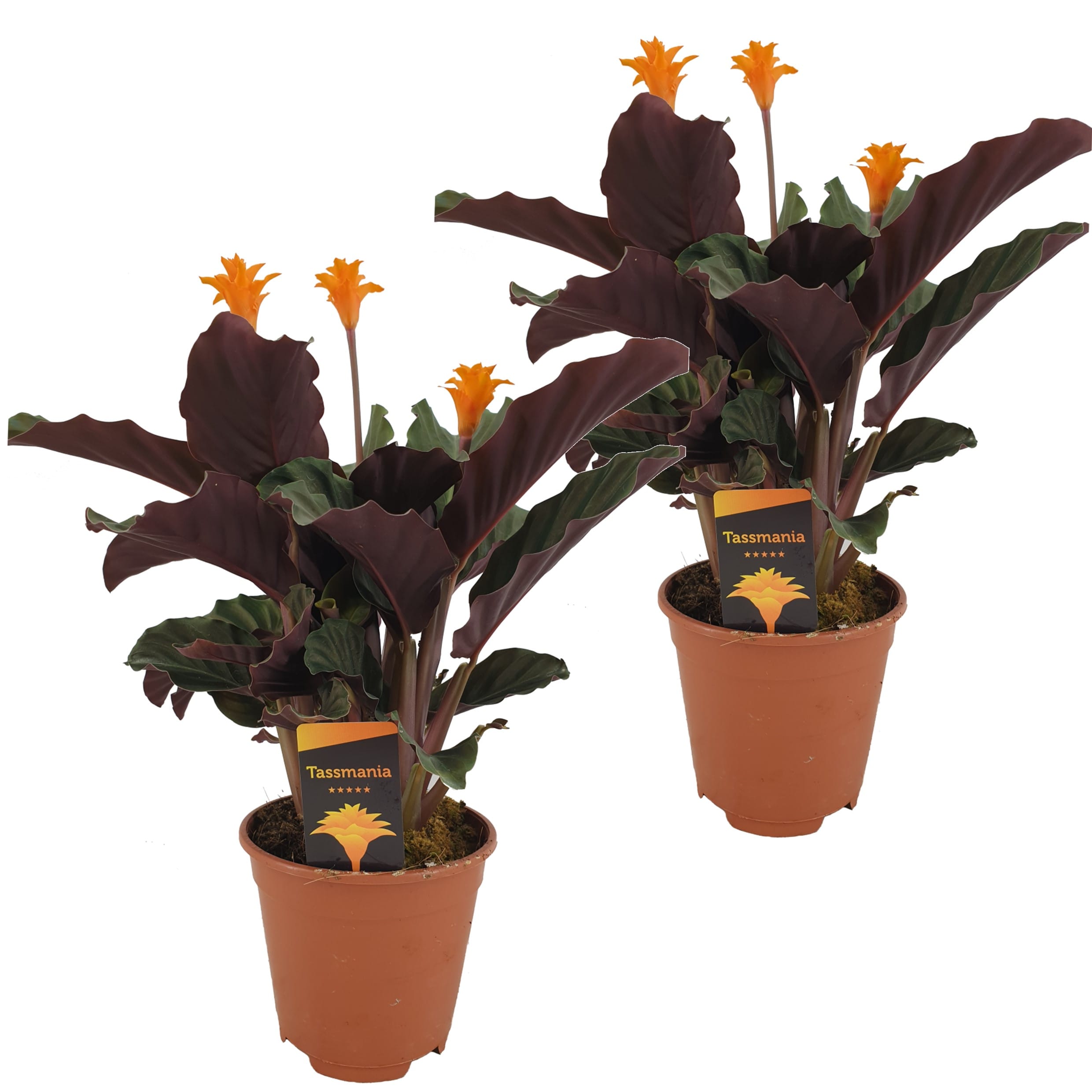 Calathea crocata - lot de 2