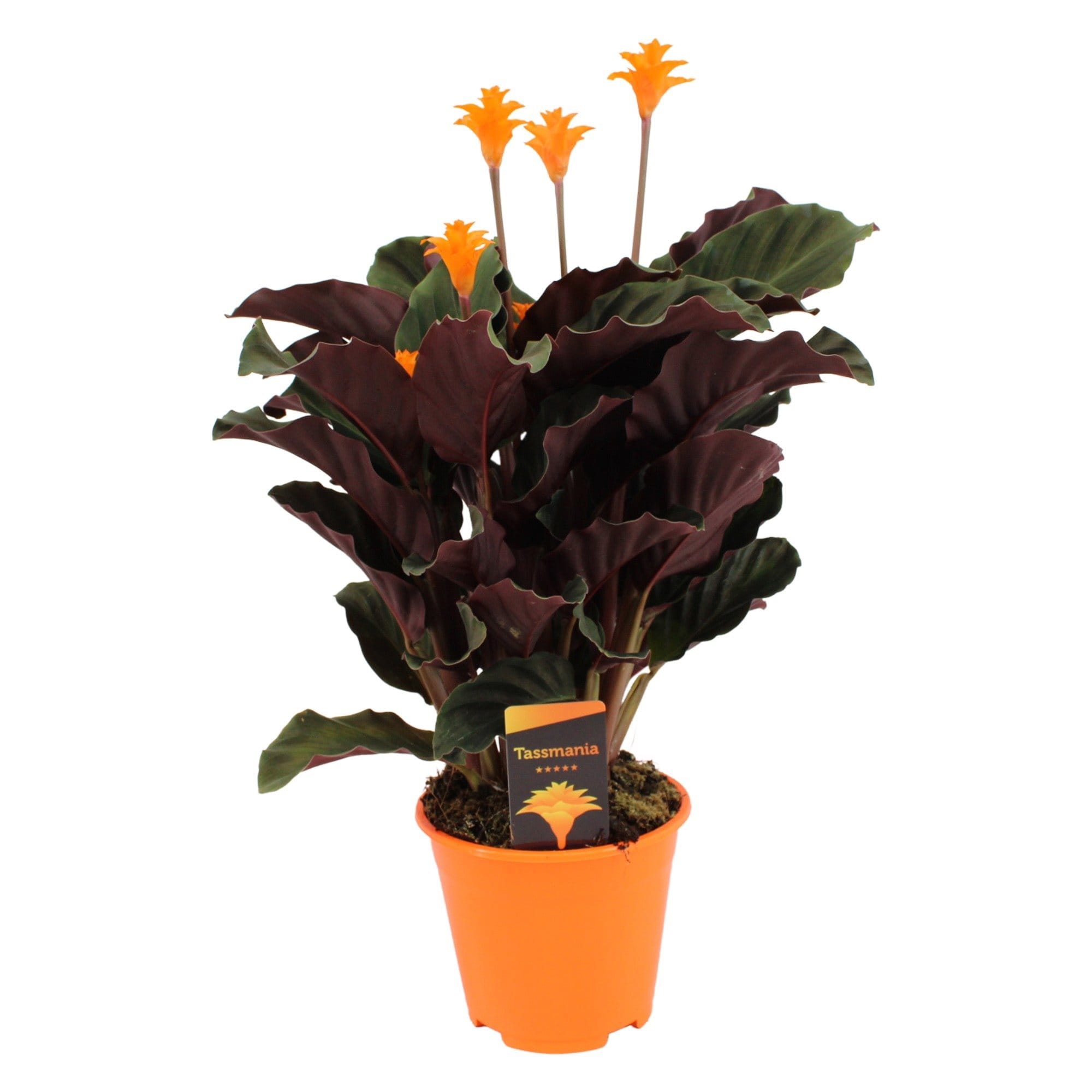 Calathea crocata