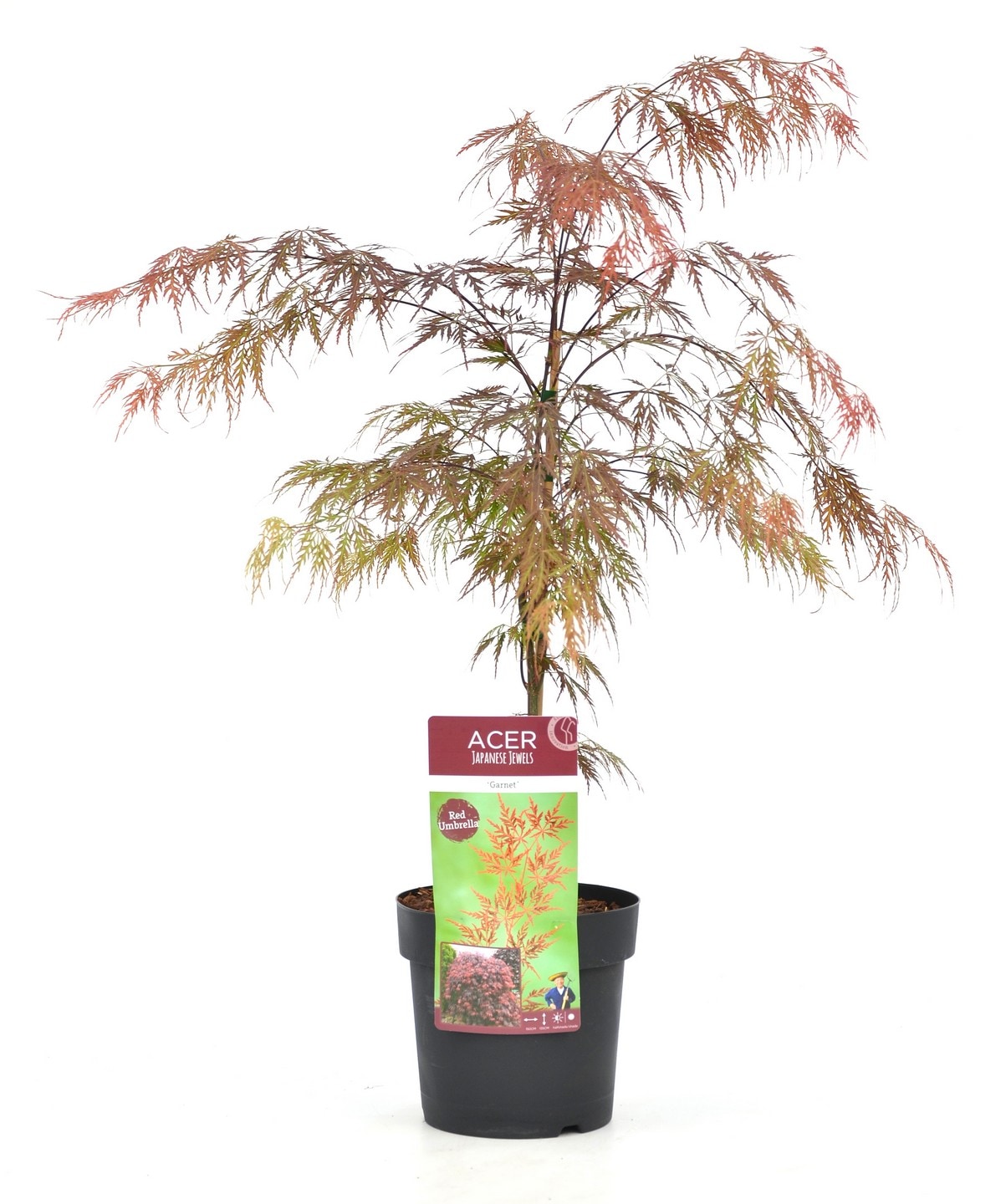 Érable japonais 'acer garnet'