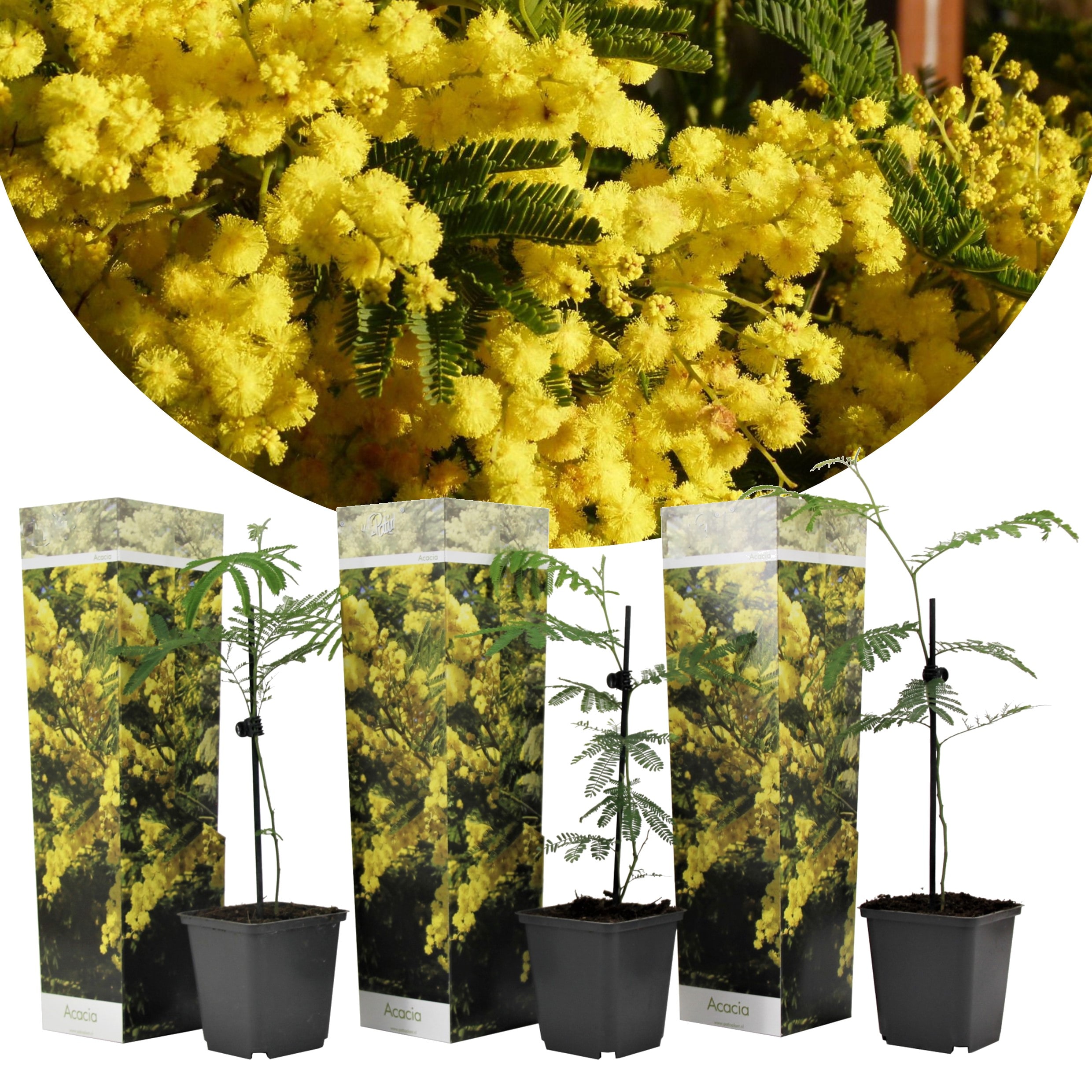 Acacia mimosa arbuste - lot de 3