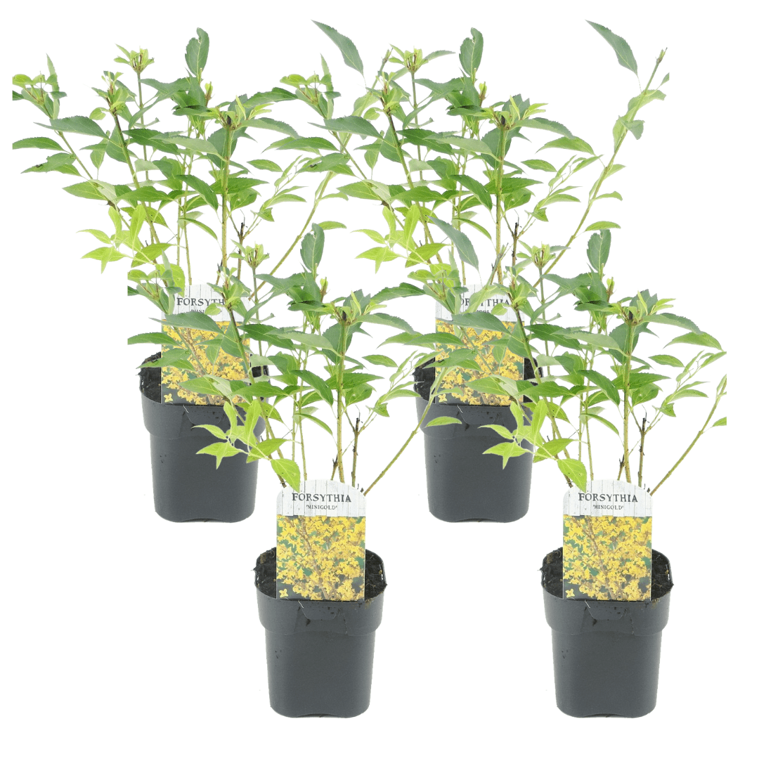 Forsythia 'minigold' - lot de 4