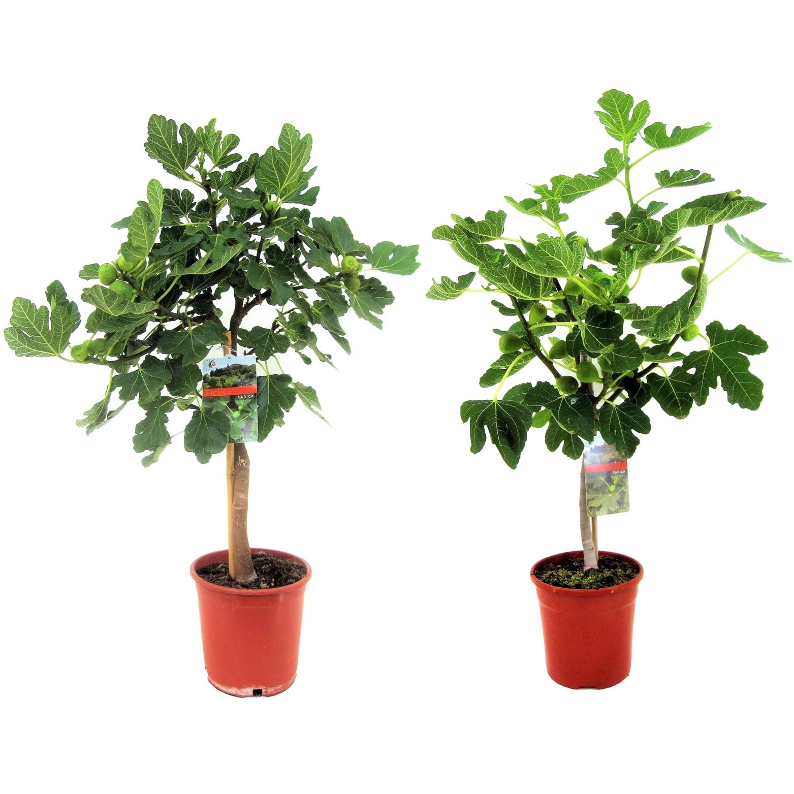 Figuier xl 'ficus carica' sur tige - lot