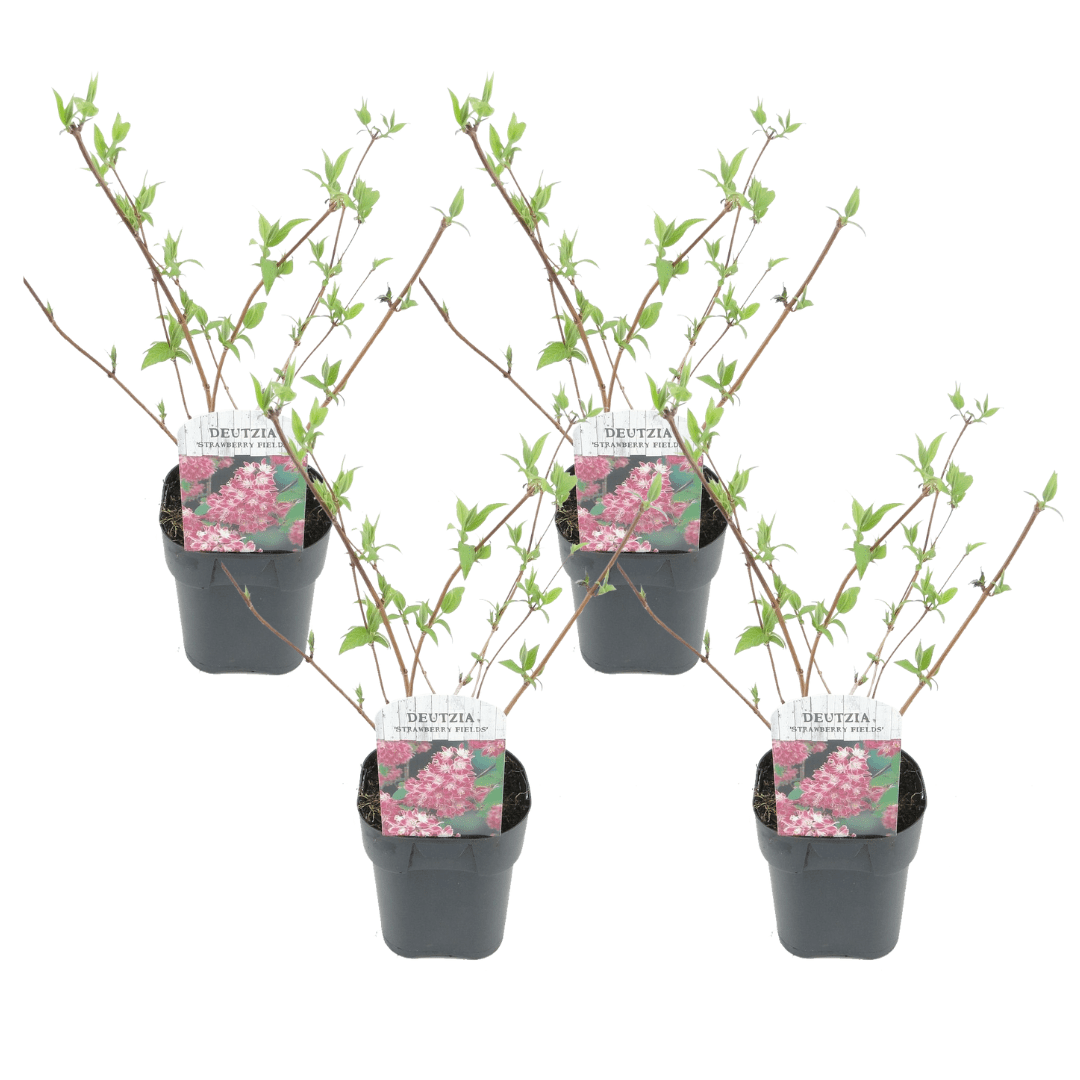 Deutzia 'strawberry fields' - lot de 4