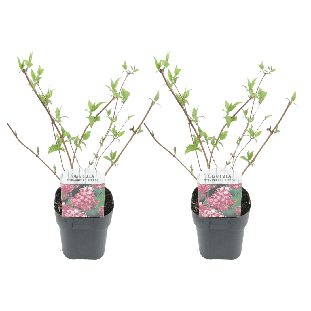 Deutzia strawberry fields - lot de 2