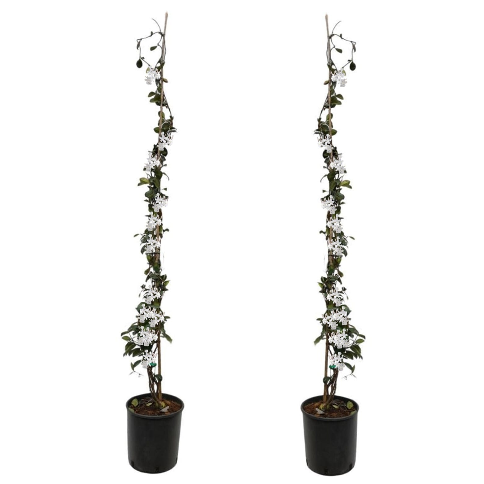 Xl tuscan jasmin on stick - lot de 2