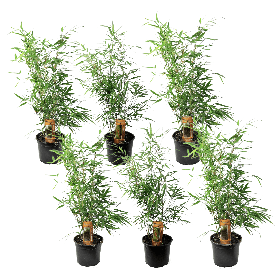 Bambou vert 'fargesia rufa' - lot de 6