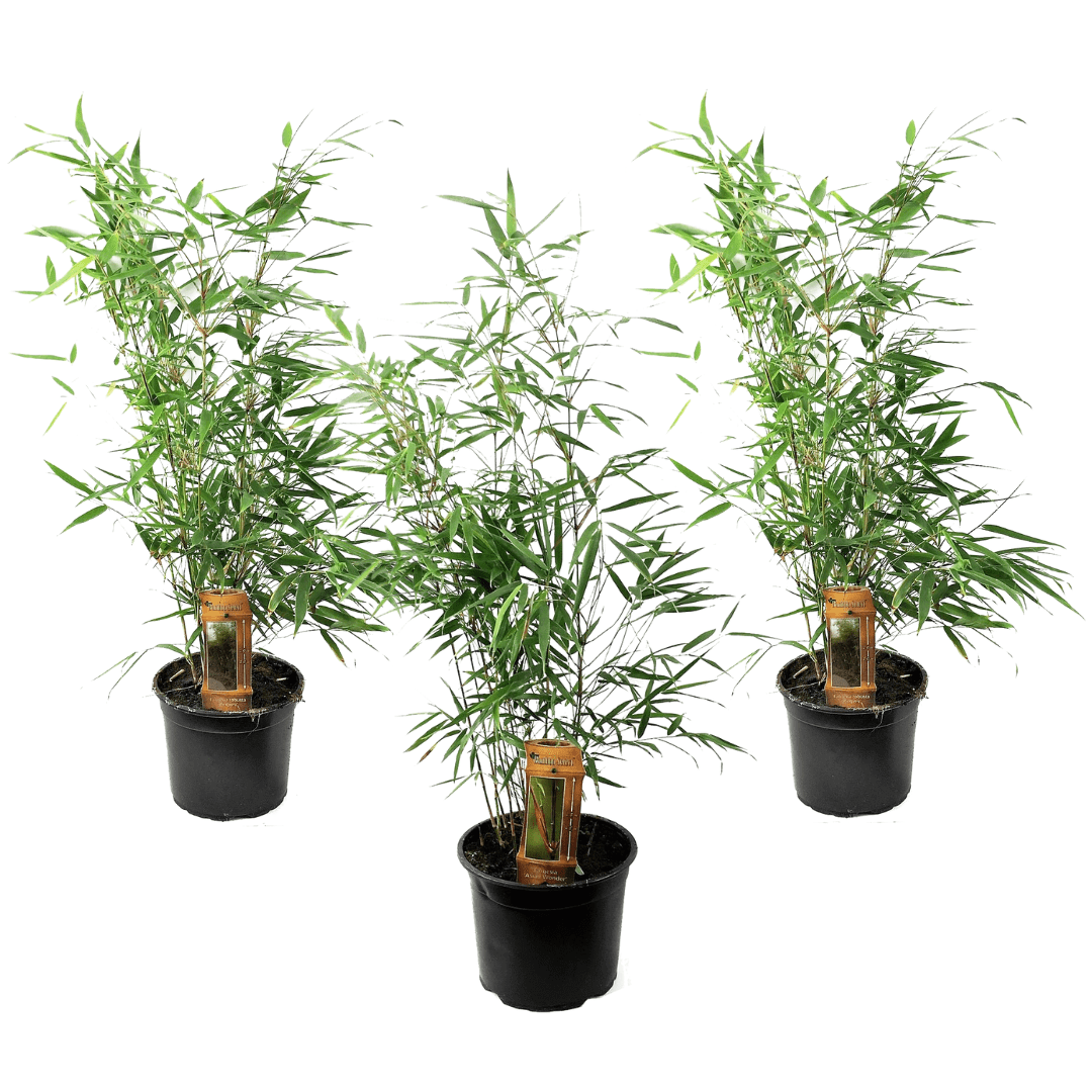 Bambou vert 'fargesia rufa' - lot de 3