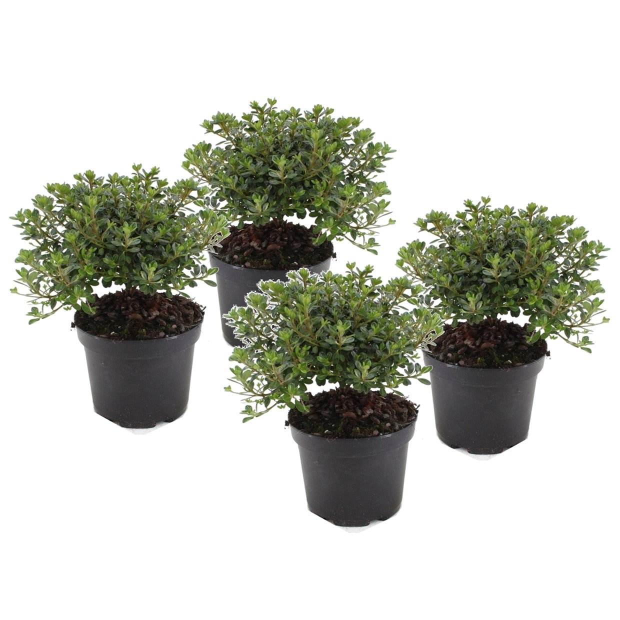 Rhododendron 'azalea anouk' - lot de 4