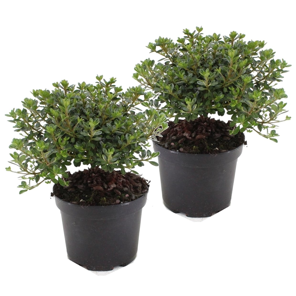 Rhododendron 'azalea anouk' - lot de 2