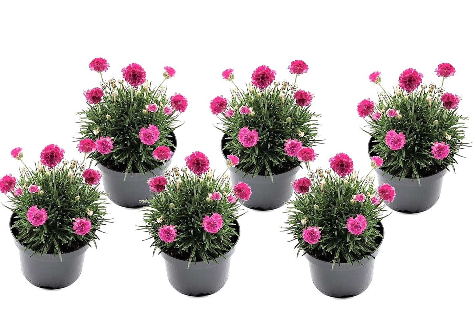 Armeria 'english grass' rose - lot de 6