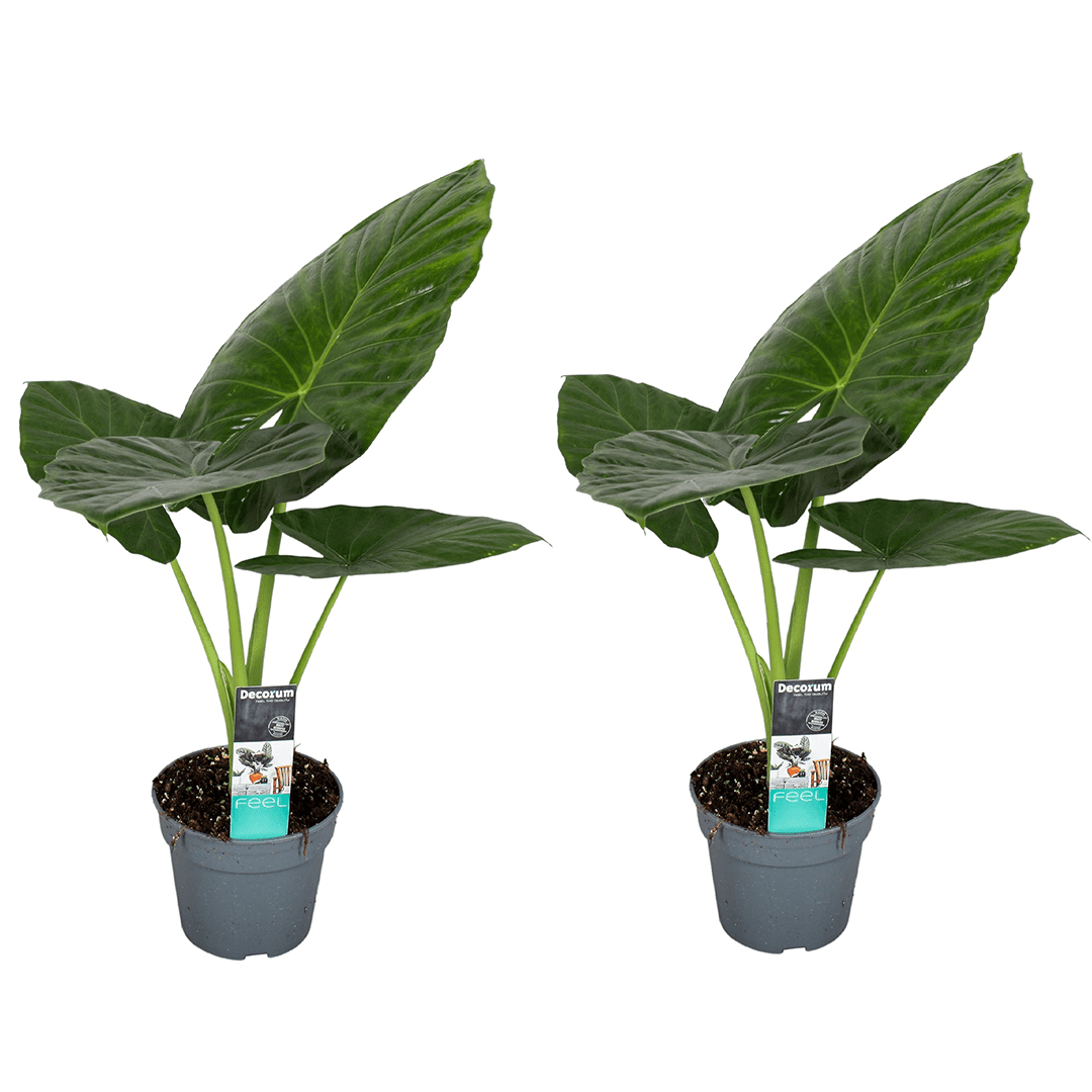 Alocasia 'odora' elephant ear plant - lo