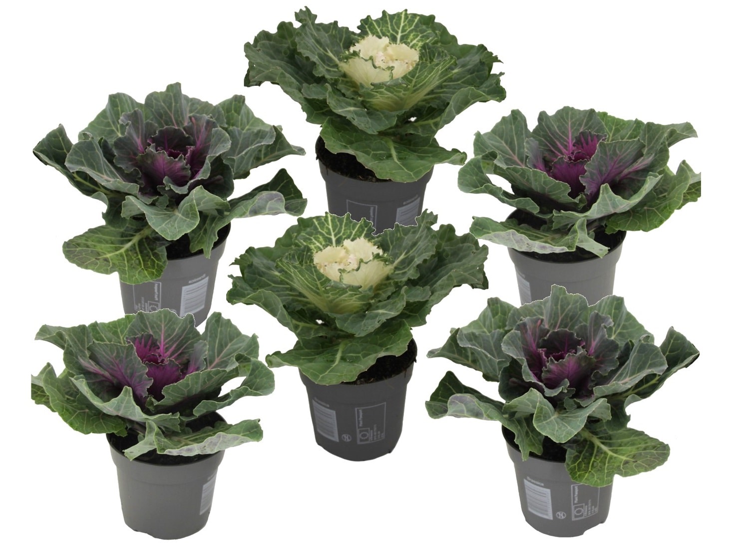 Brassica - lot de 6