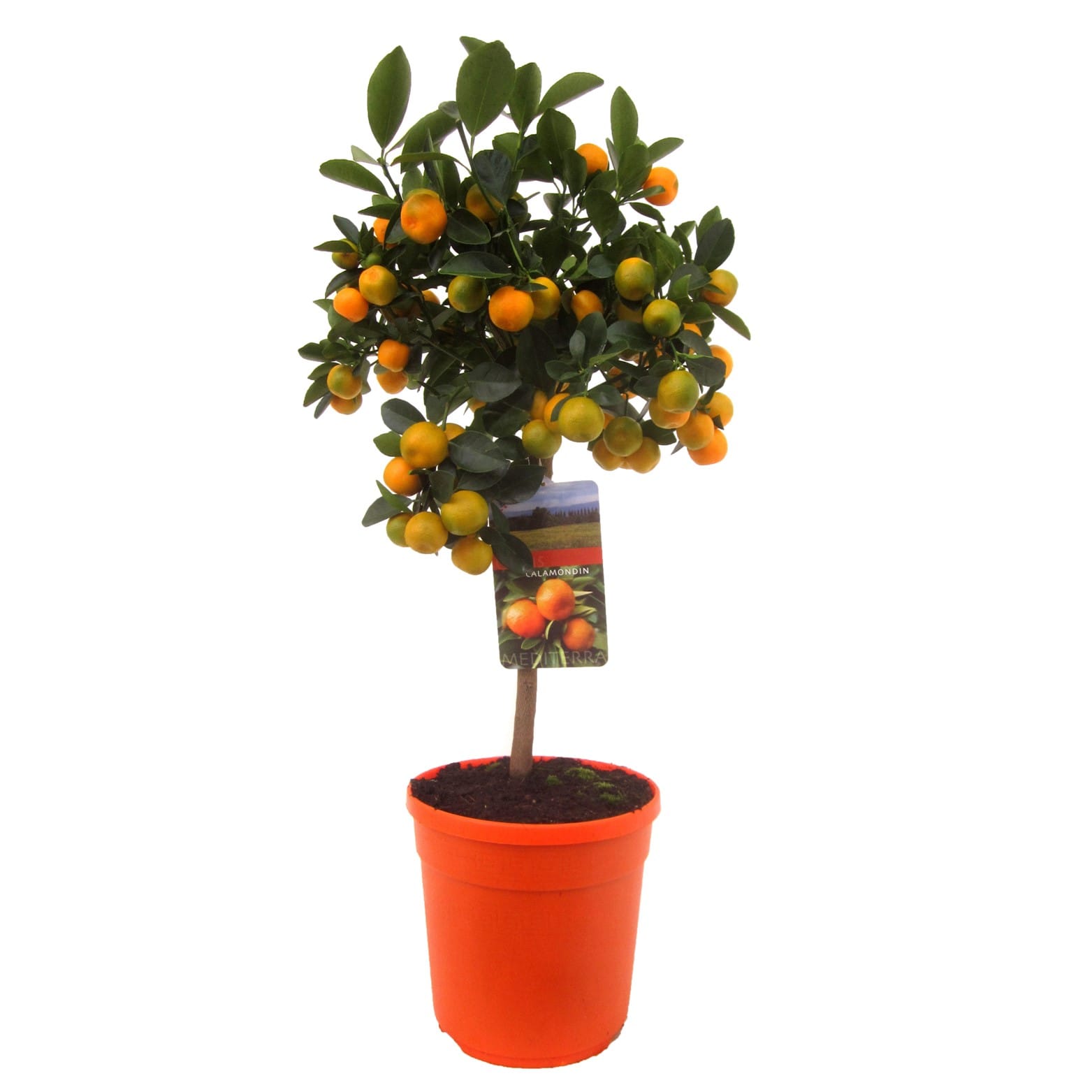 Mini oranger 'citrus calamondin' sur tig