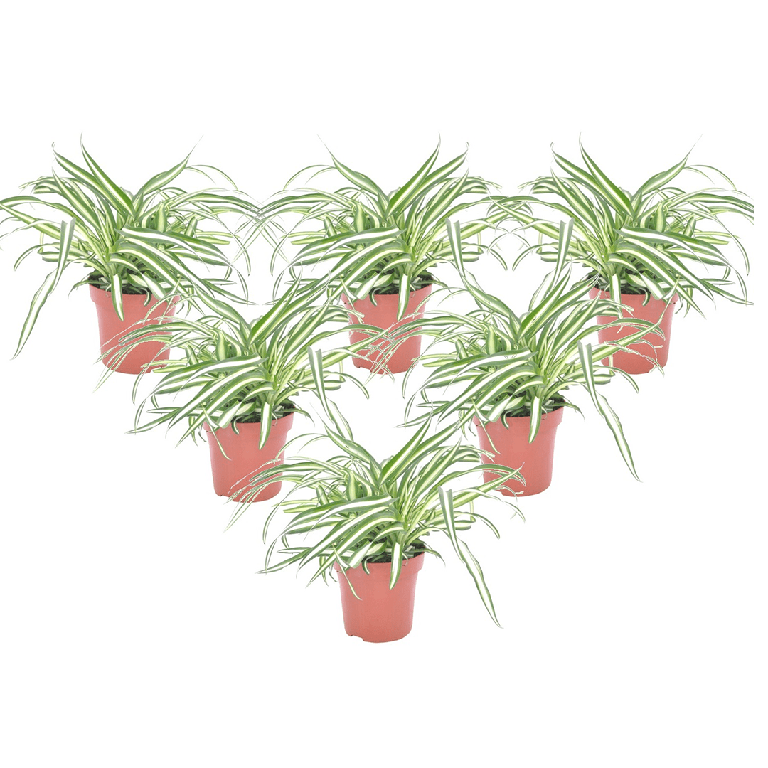 Chlorophytum - lot de 6