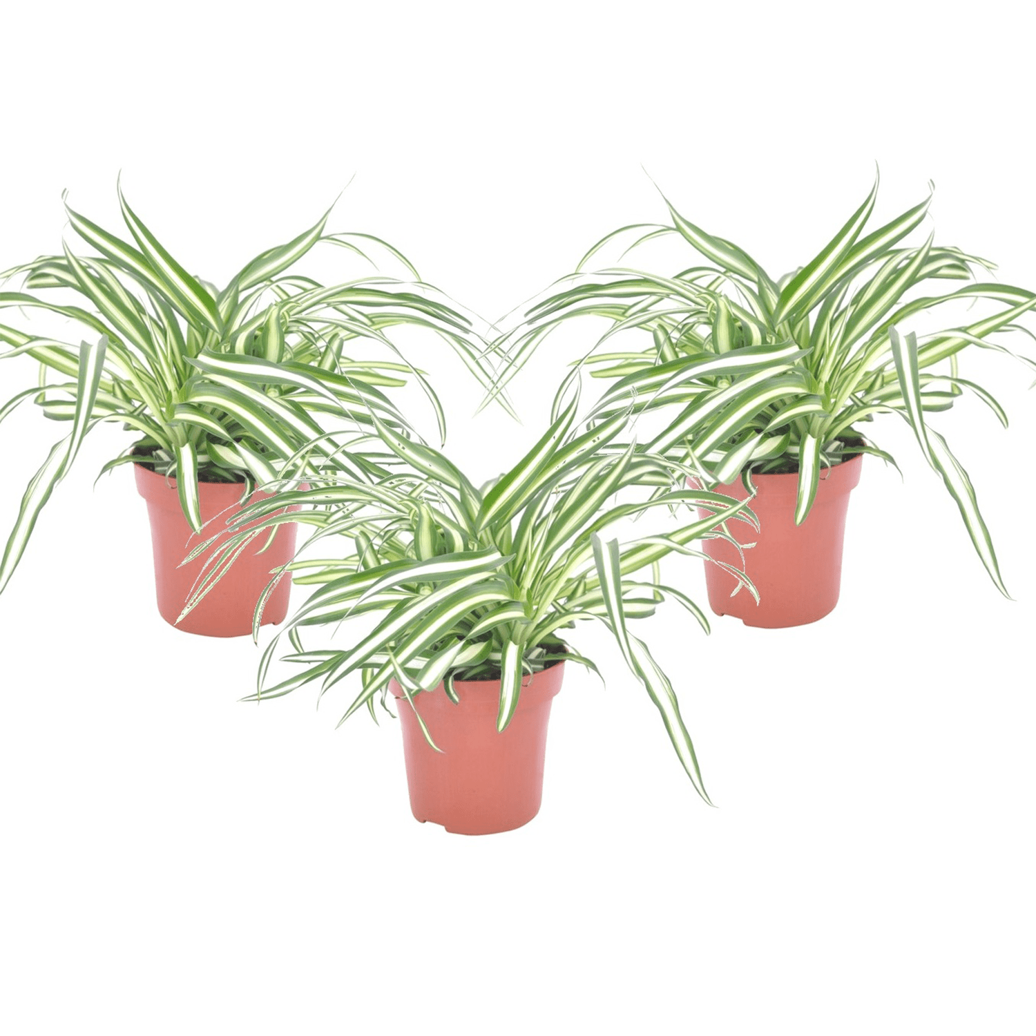 Chlorophytum - lot de 3