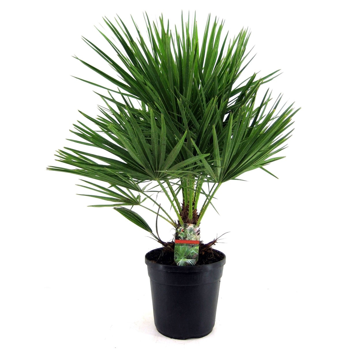 Palmier nain européen 'chamaerops humili