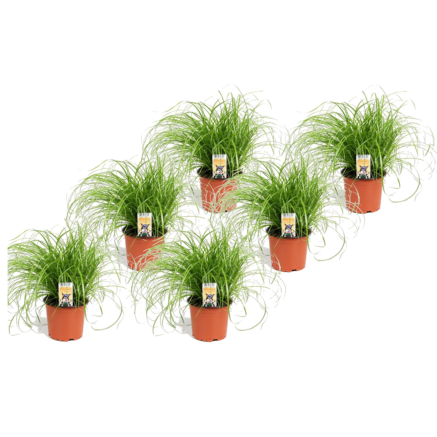 Cyperus catgrass - lot de 6