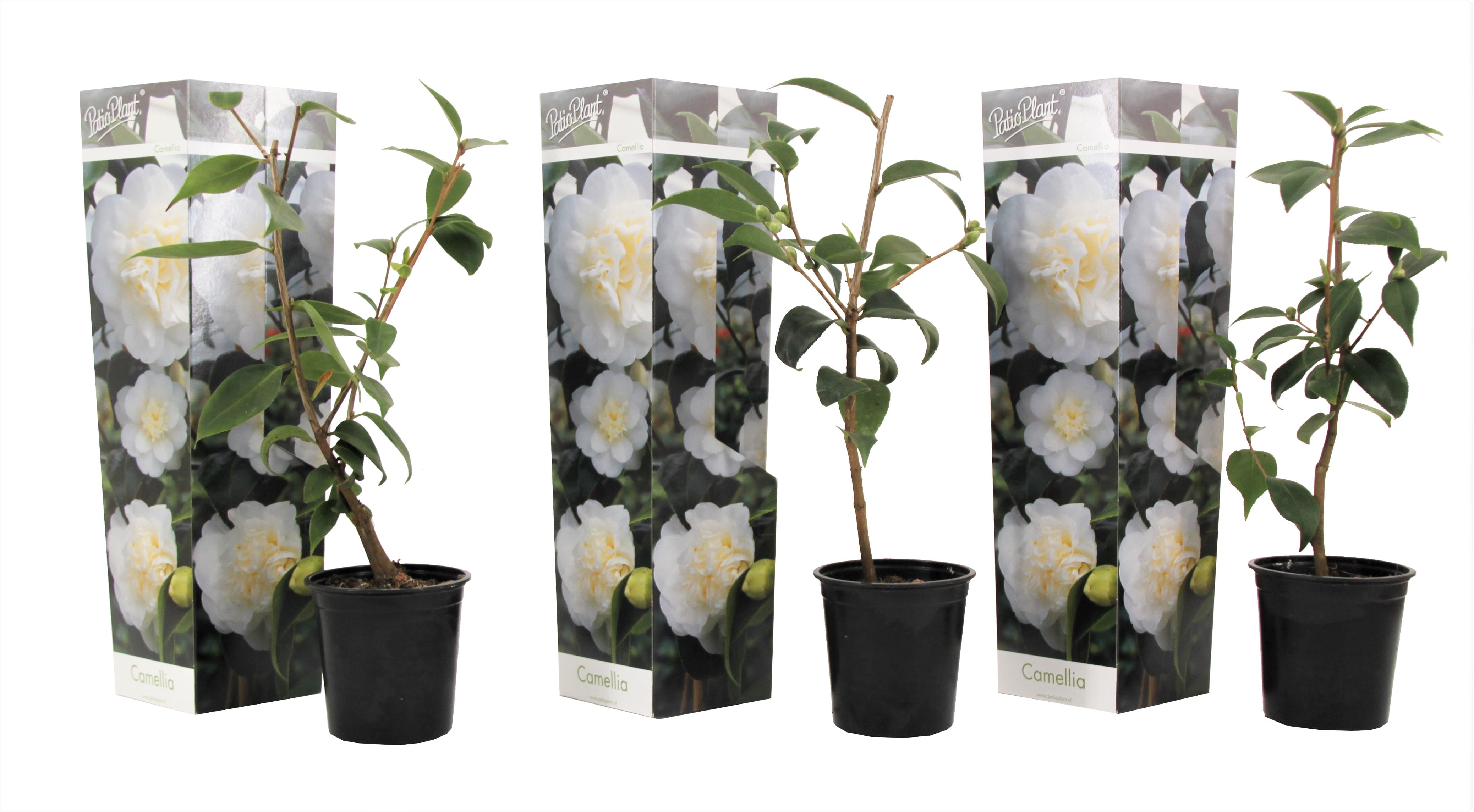 Camellia 'japanese rose' blanc - lot de