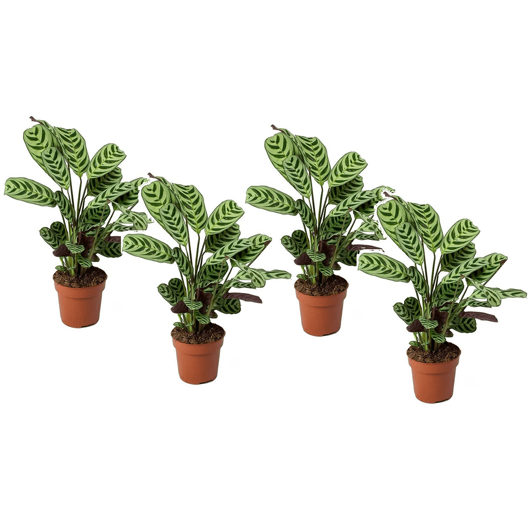 Ctenanthe 'burle marxii' - lot de 4