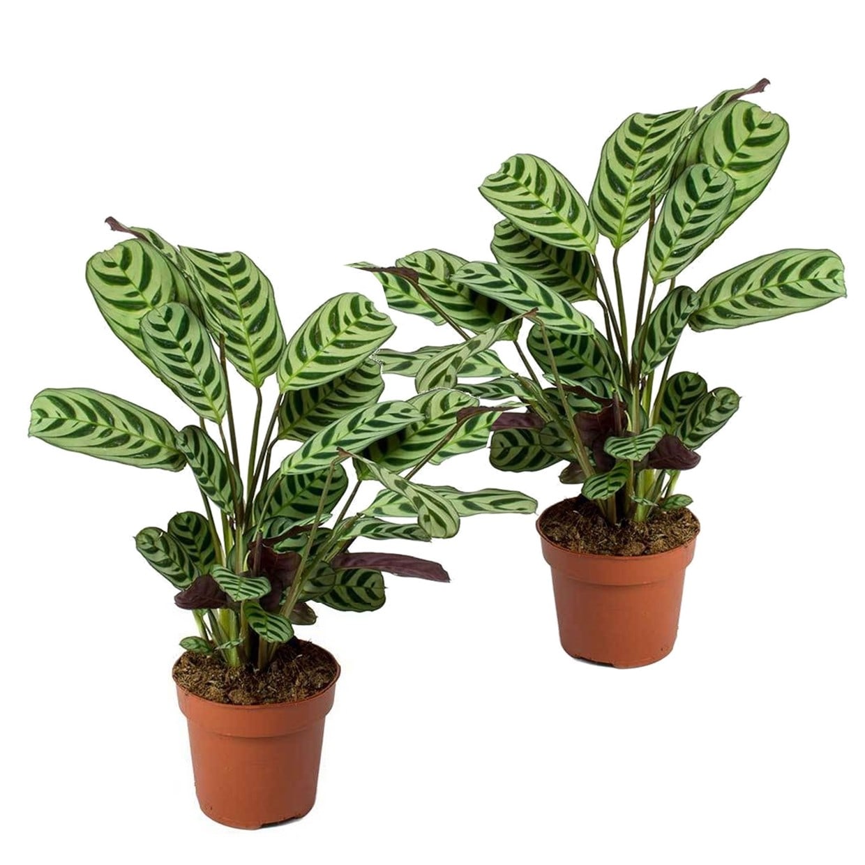 Ctenanthe 'burle marxii' - lot de 2