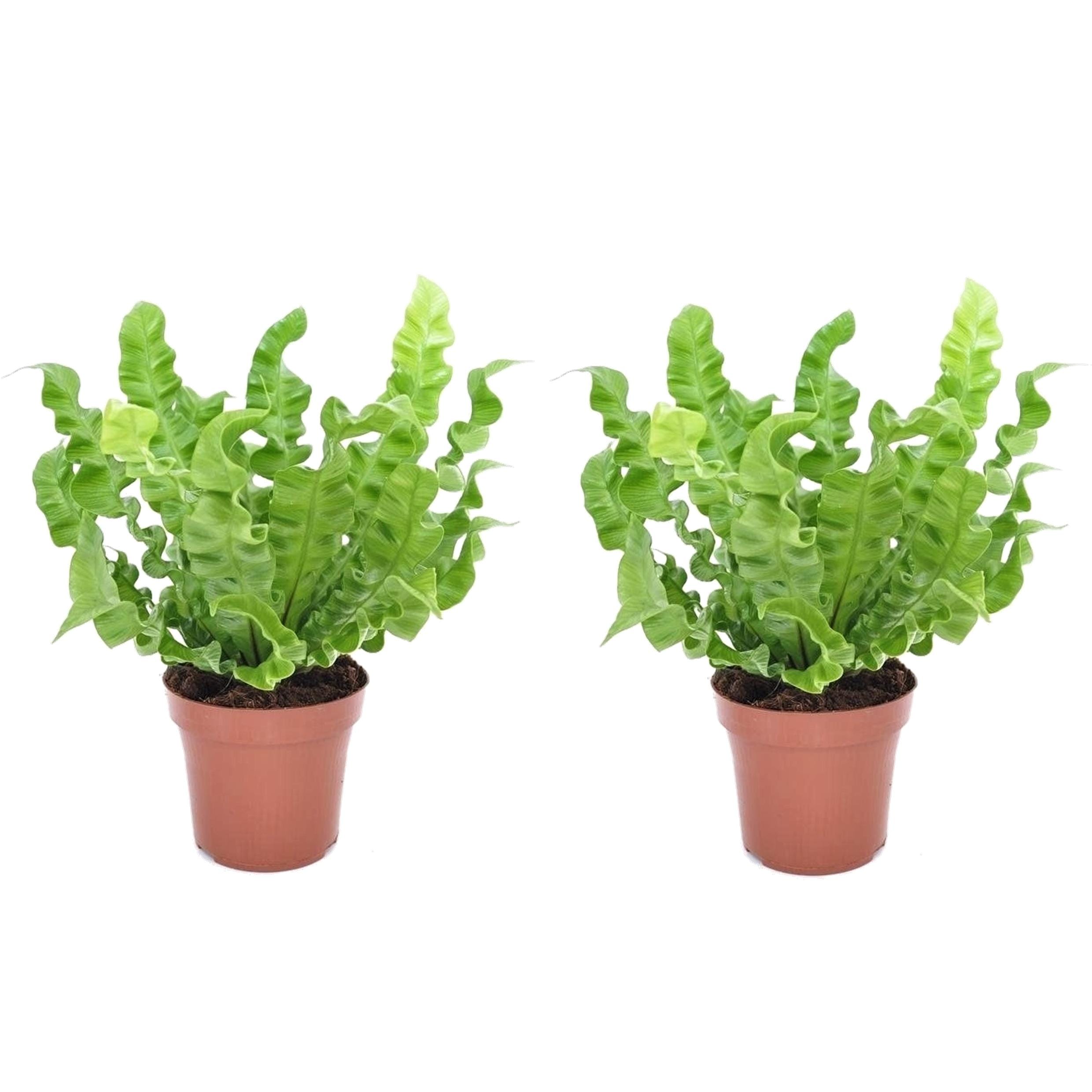 Asplenium 'crispy wave' - lot de 2