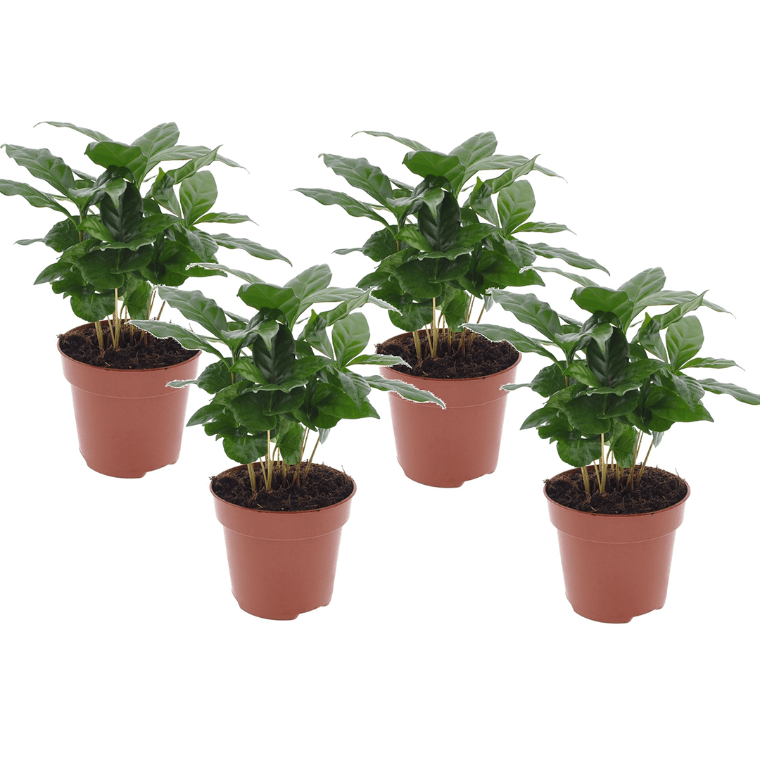 Caféier 'coffea arabica' - lot de 4