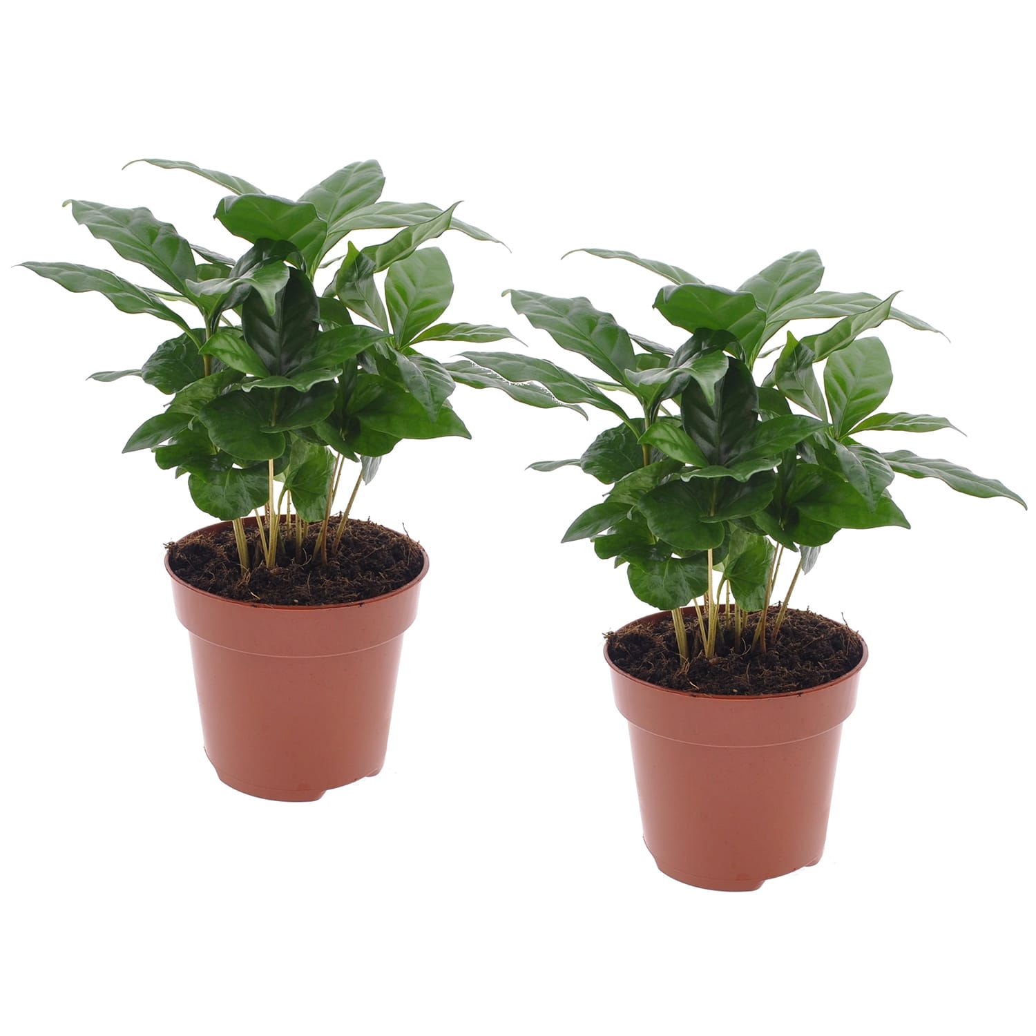 Caféier 'coffea arabica' - lot de 2