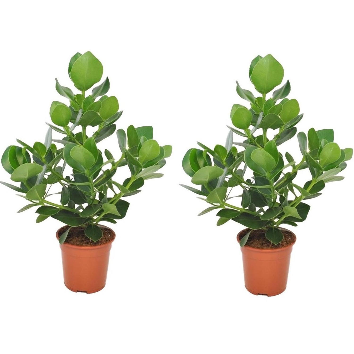 Xl clusia rosea princess - lot de 2