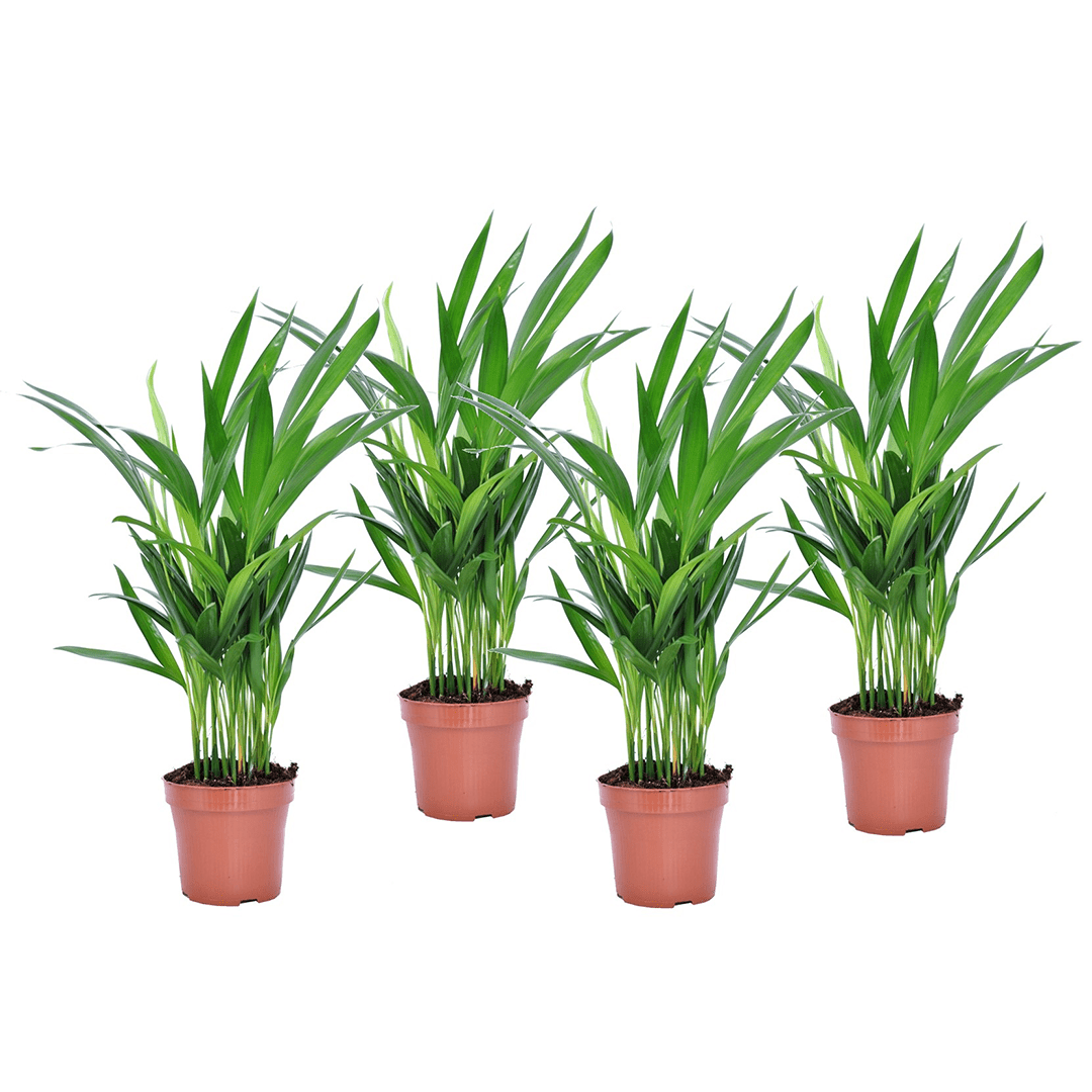 Areca golden palm 's' - lot de 4