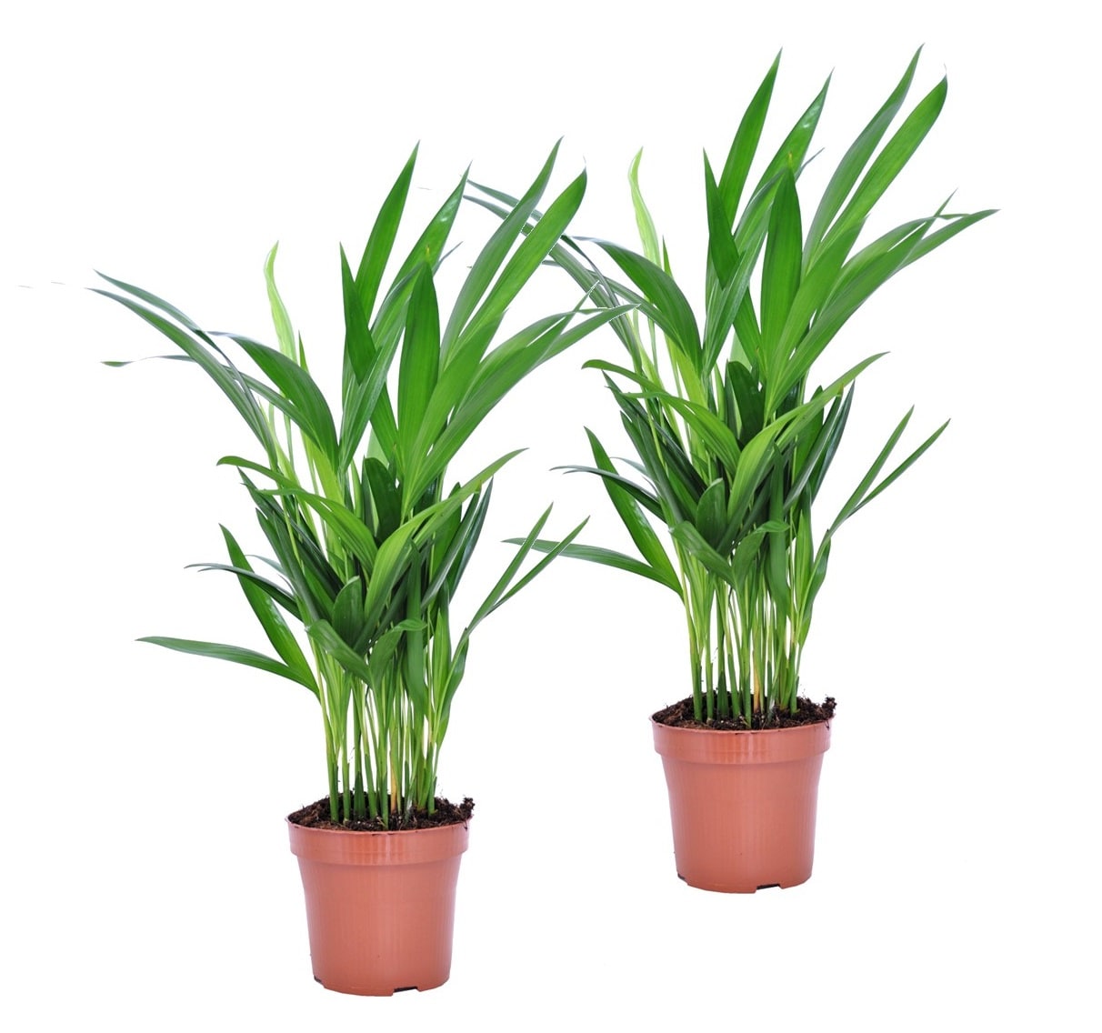 Areca golden palm 's' - lot de 2