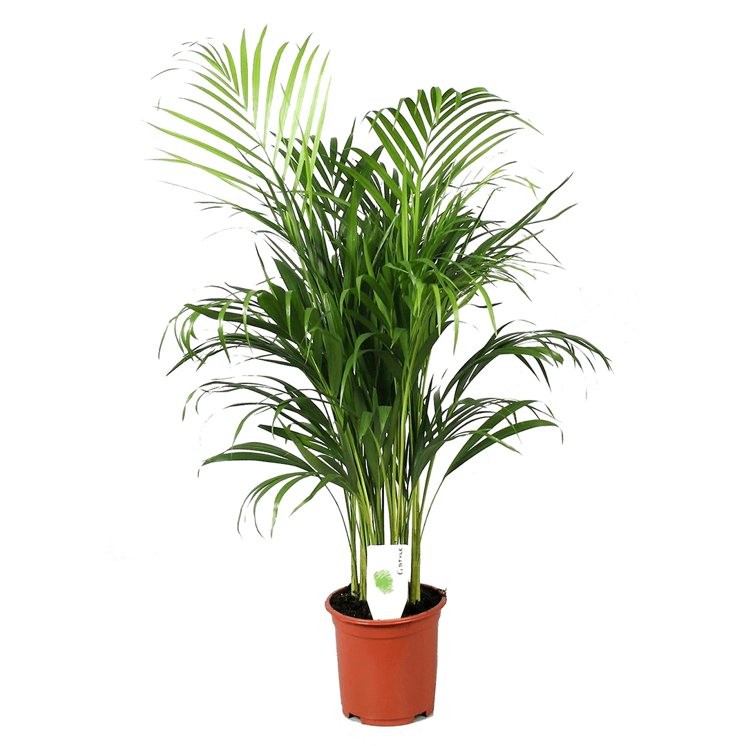 Xl areca gold palm