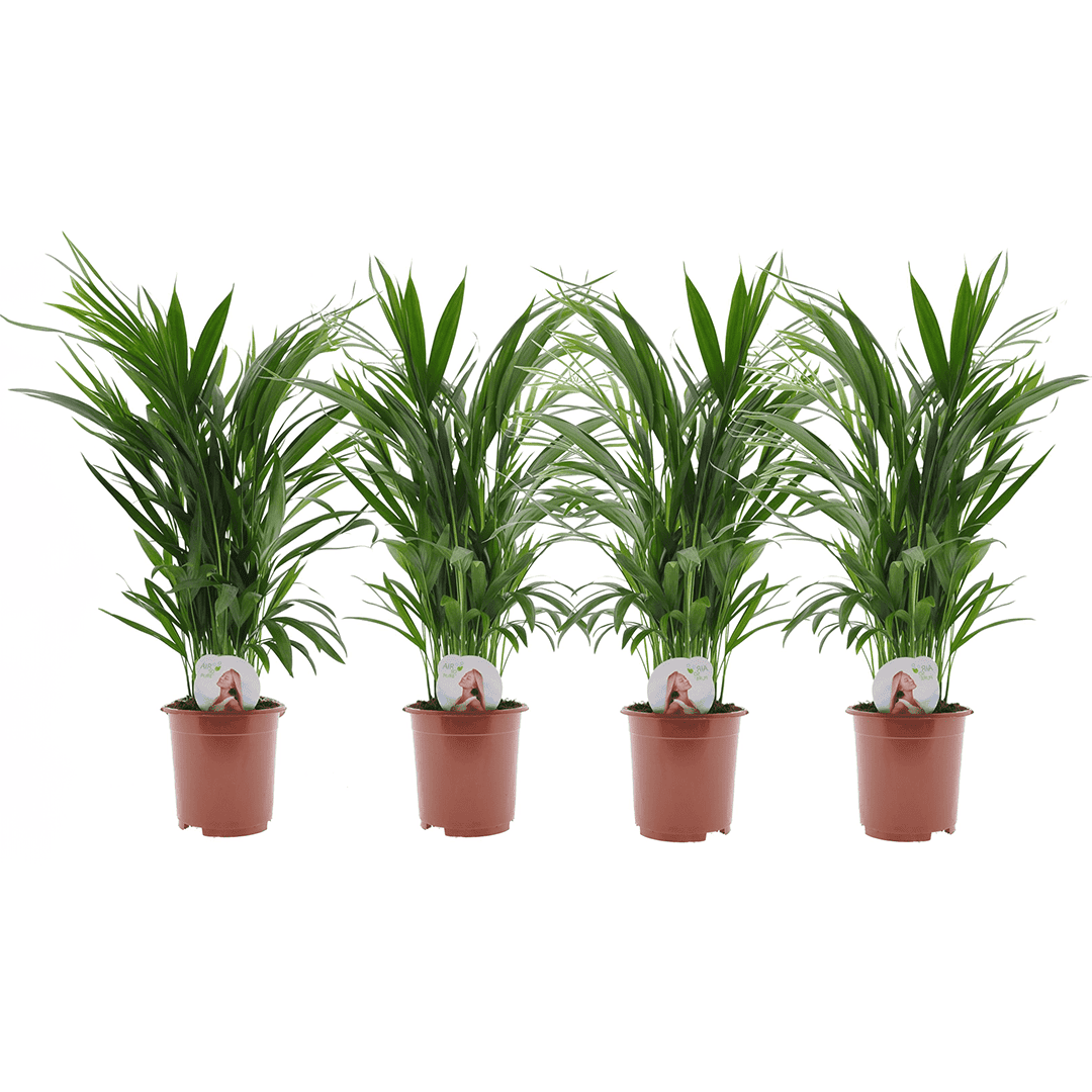 Areca golden palm - lot de 4