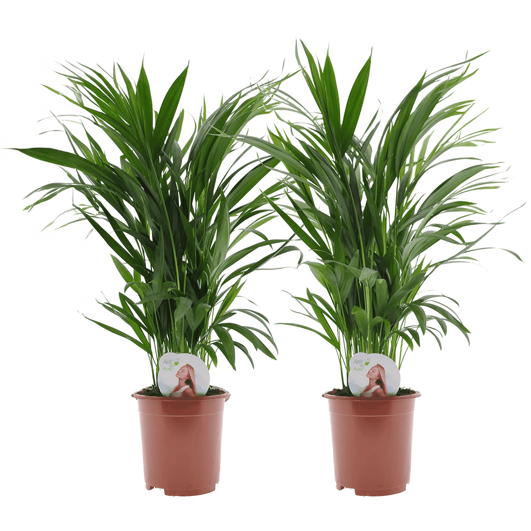 Areca golden palm - lot de 2