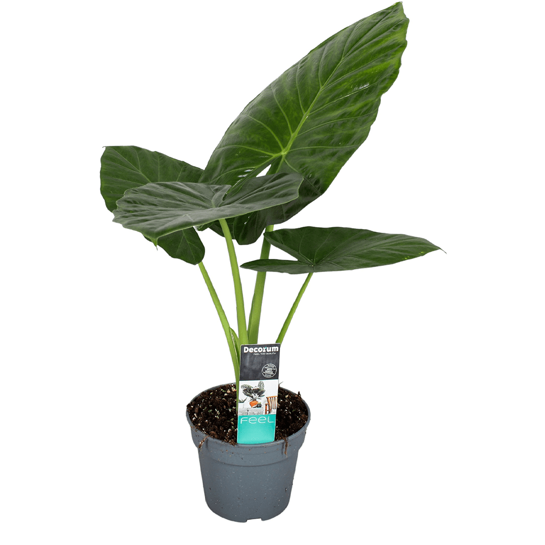 Alocasia odora 'elephant ear plant' (pla