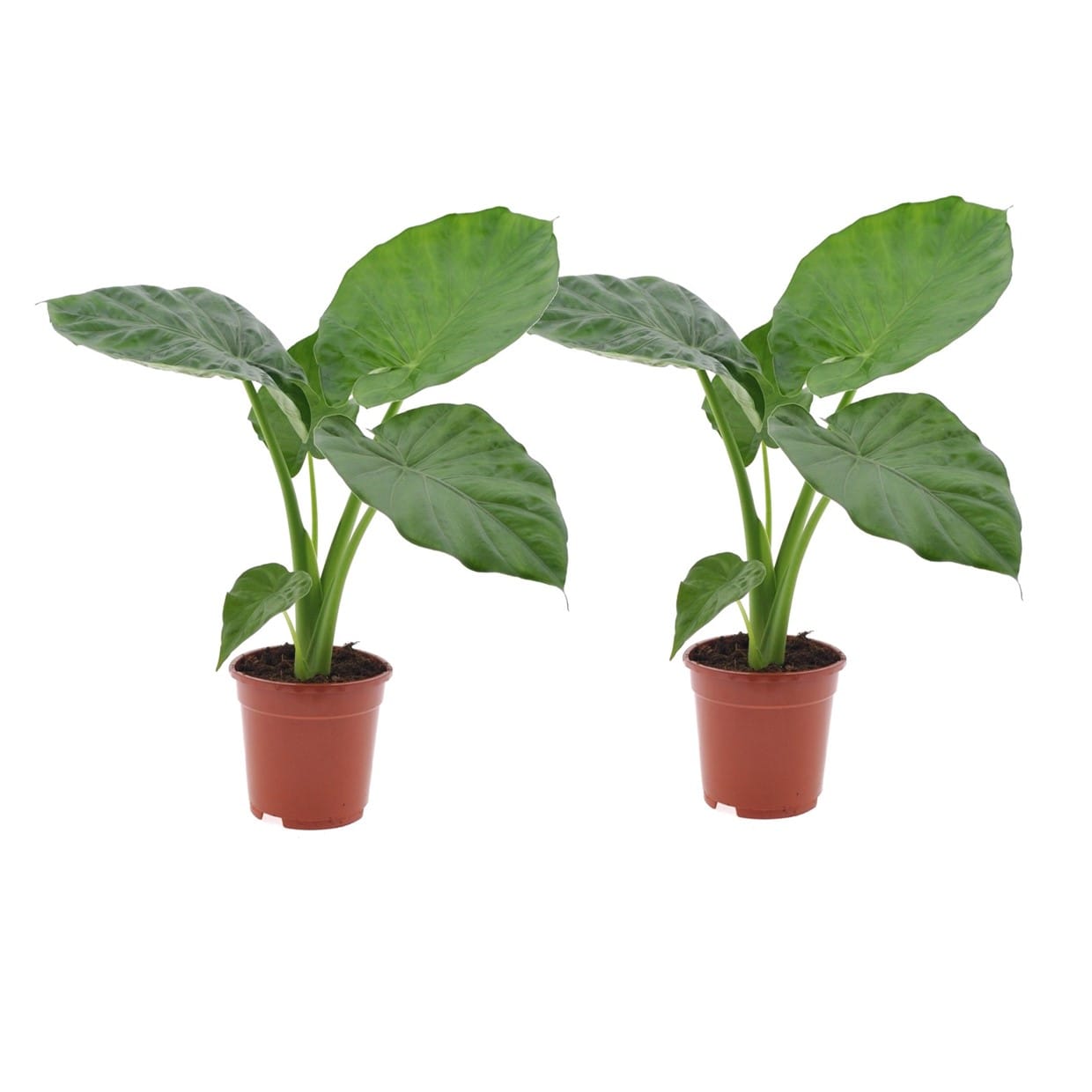 Alocasia macrorrhiza - lot de 2