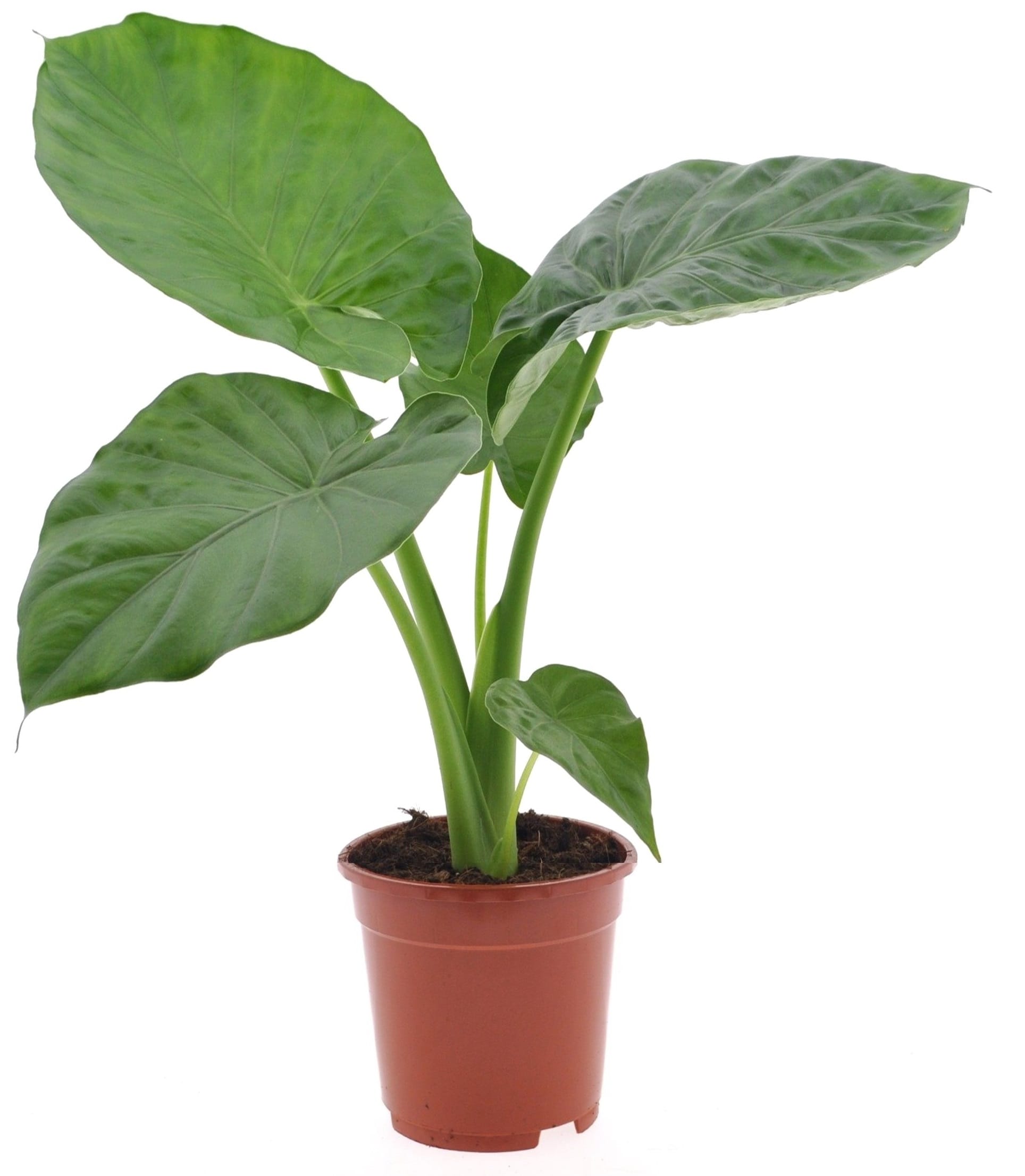 Alocasia macrorrhiza