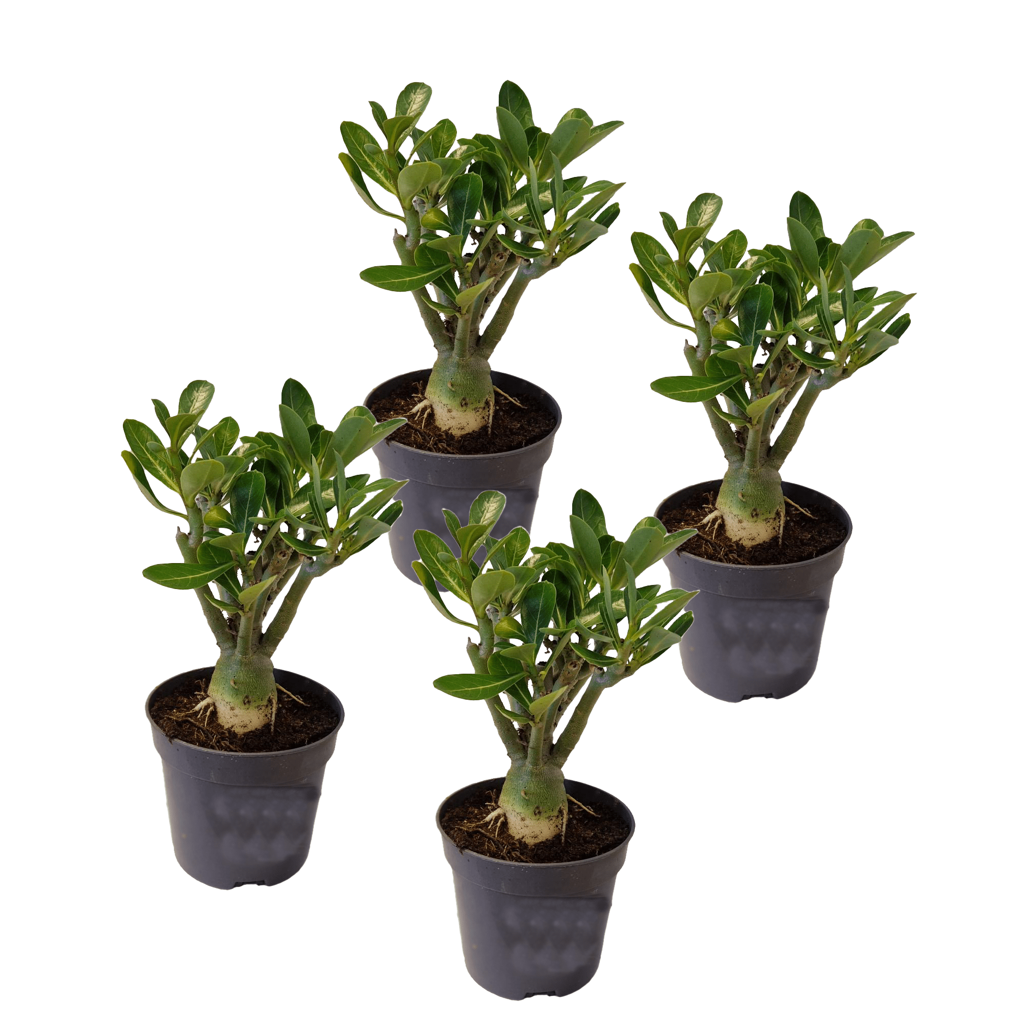 Adenium dessert rose - lot de 4