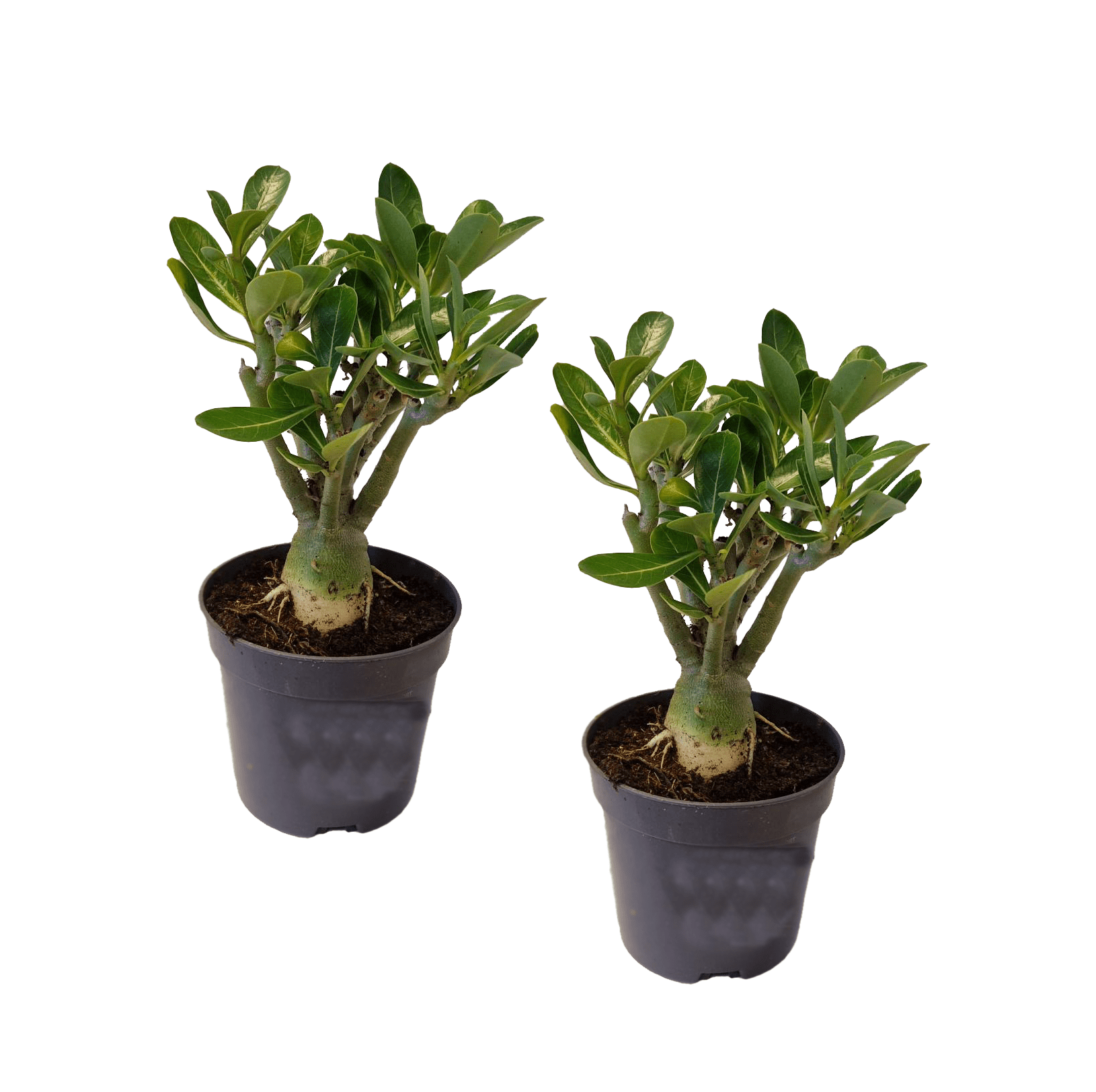 Adenium dessert rose - lot de 2