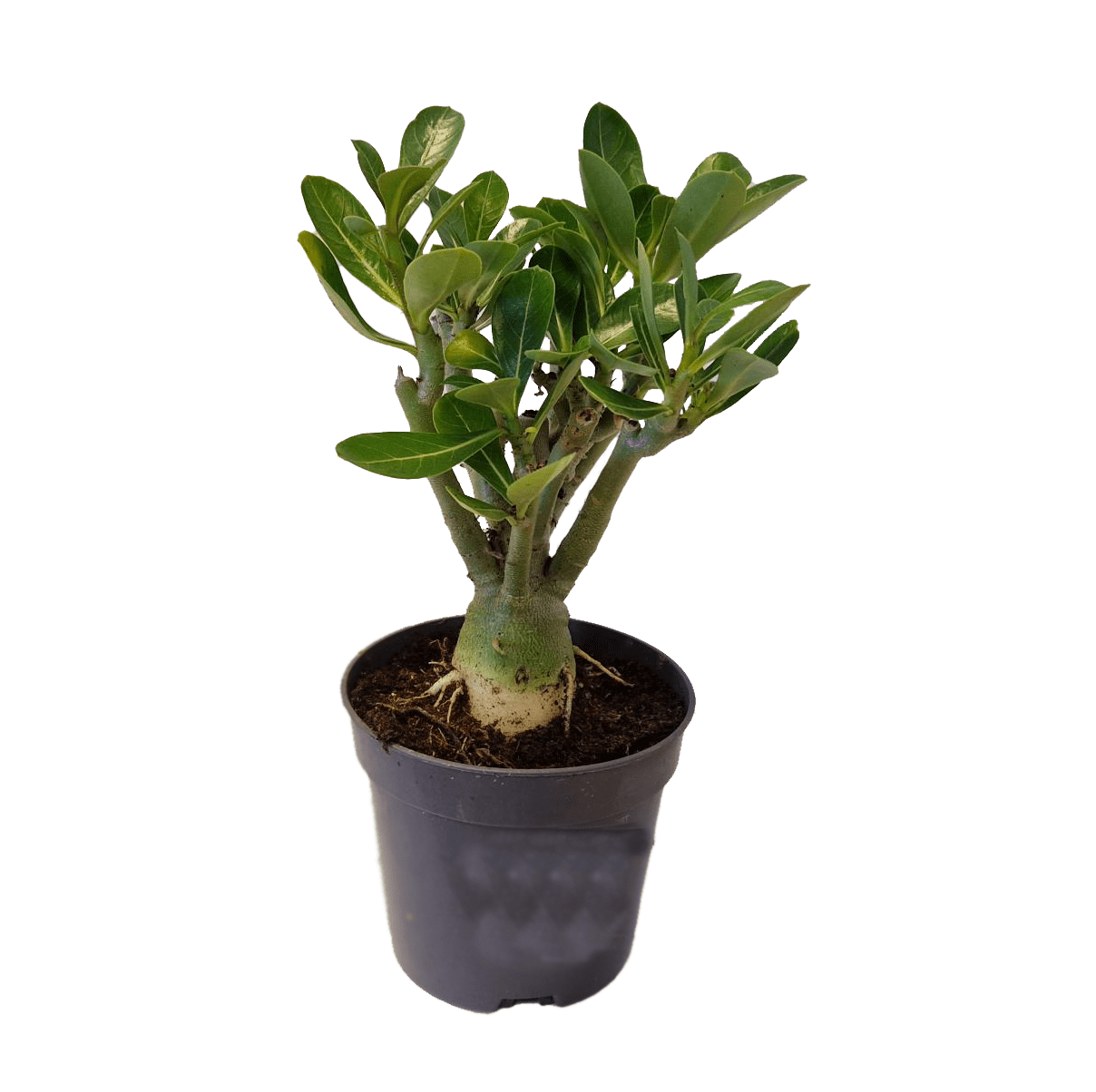 Adenium dessert rose