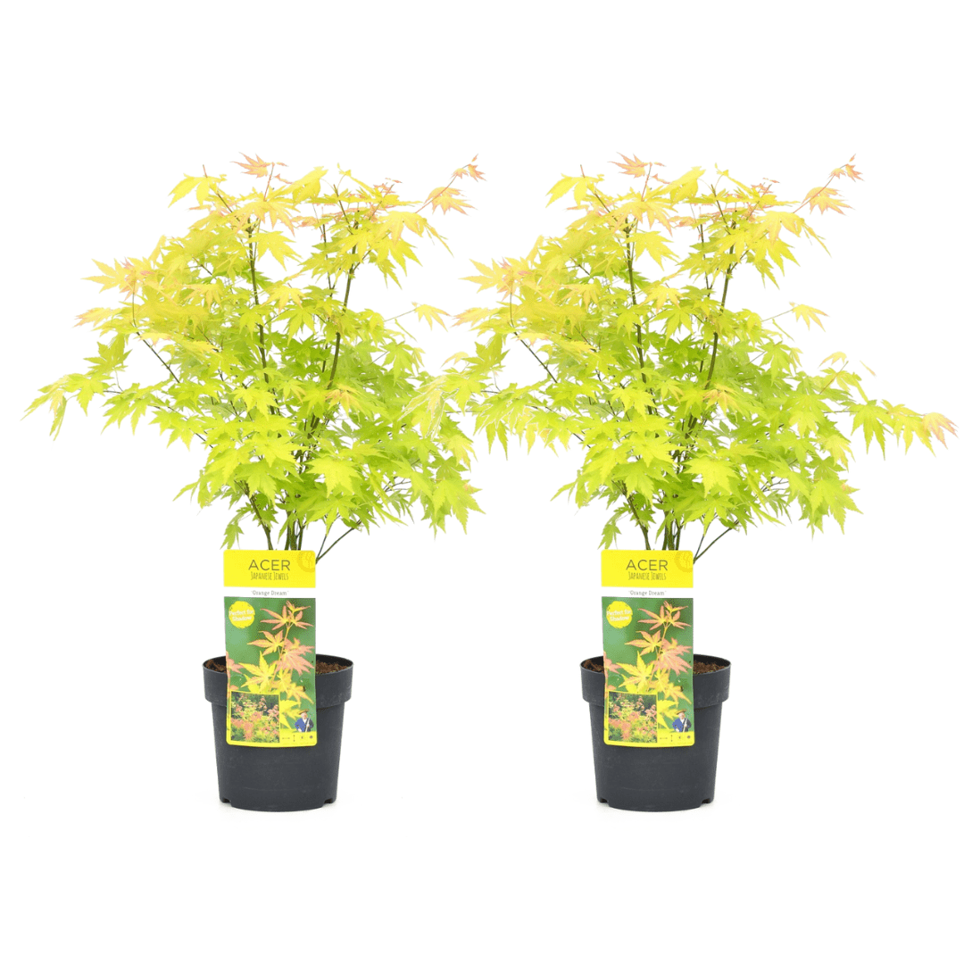 Érable japonais 'acer orange dream' - lo