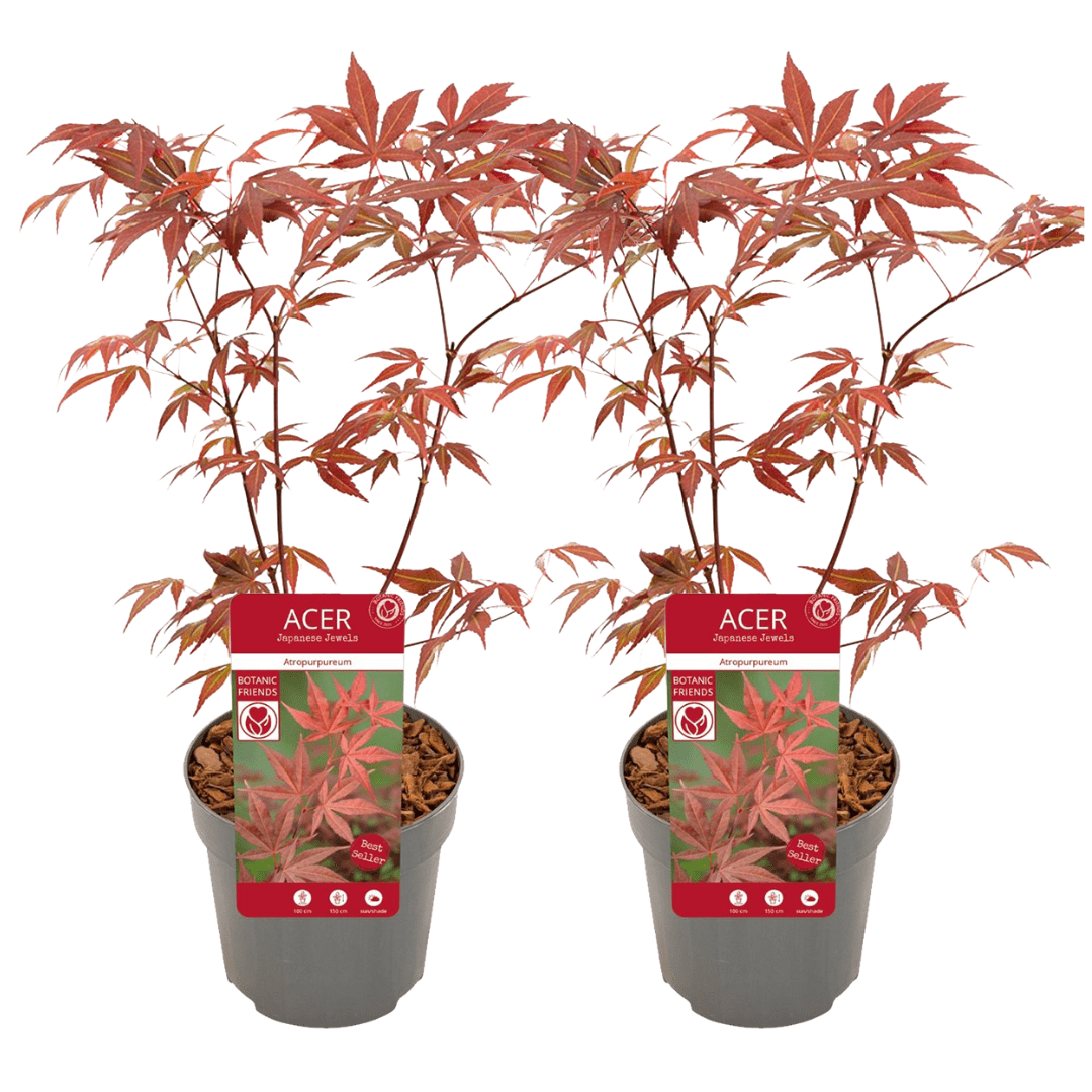 Érable japonais 'acer atropurpureum' lot