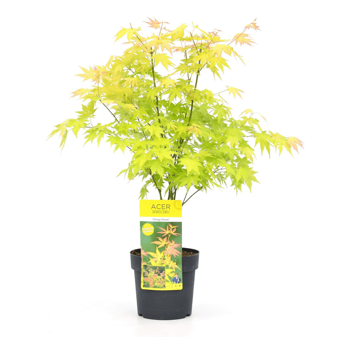 Érable japonais 'acer orange dream'